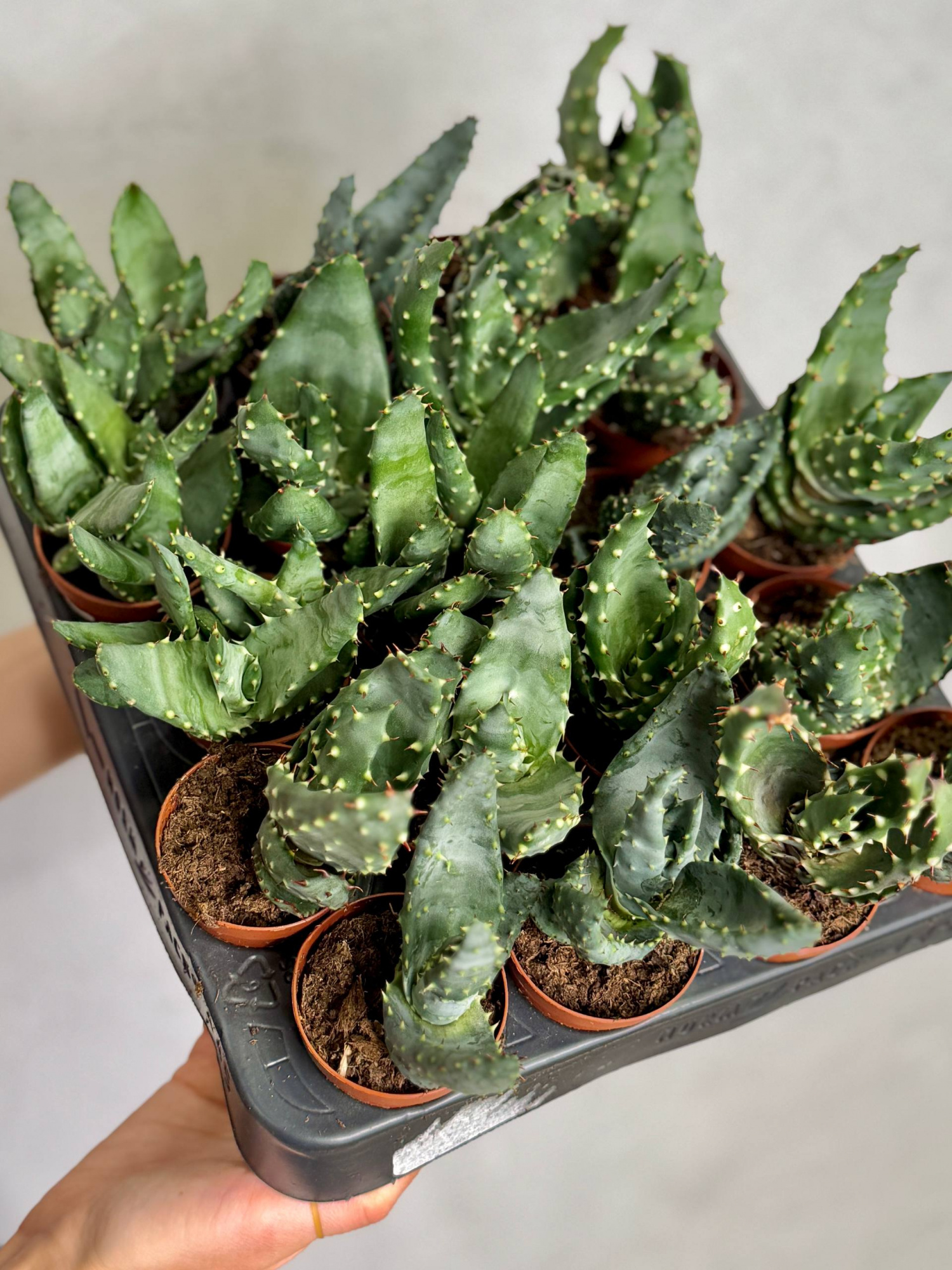 Алоэ булавоцветковое, или Алоэ Клавифлора (Aloe Claviflora) D5см