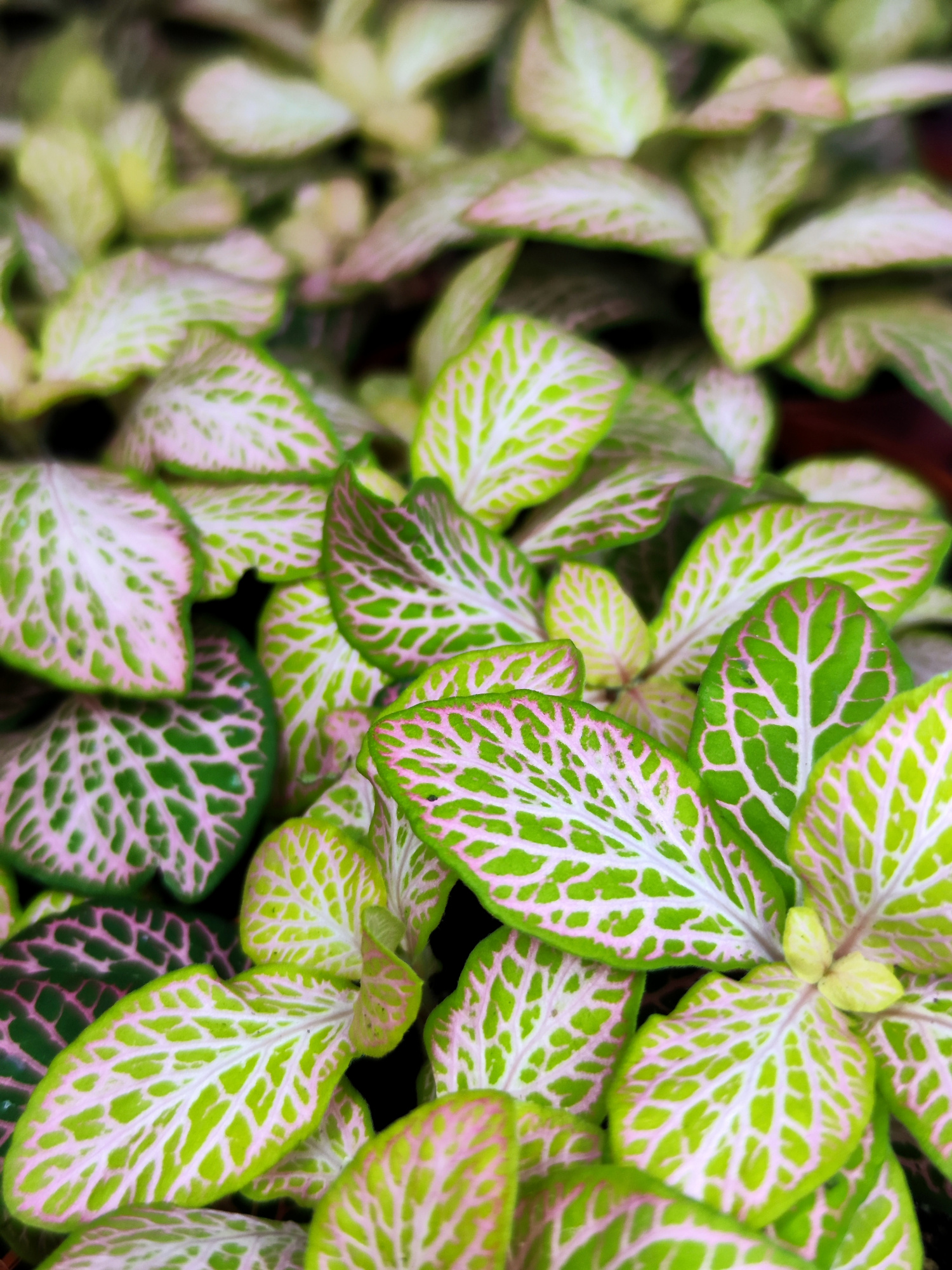 Фиттония Руби Лайм  (Fittonia Sallmon Ruby Lime) D8,5см