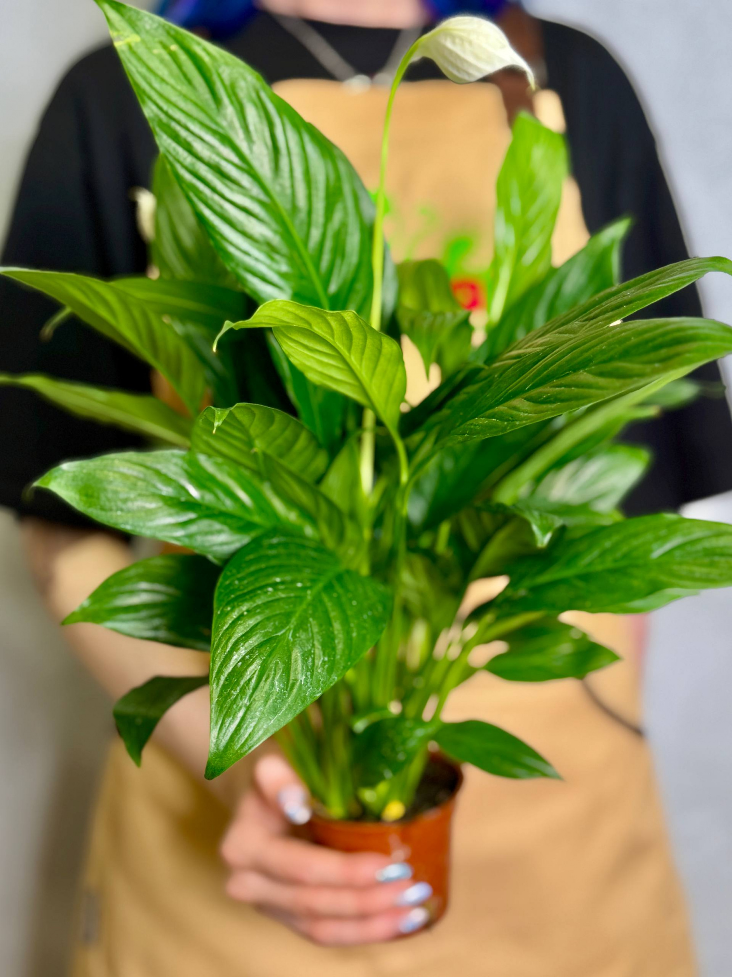 Спатифиллум Сенсация (Spathiphyllum Sensation) D9см