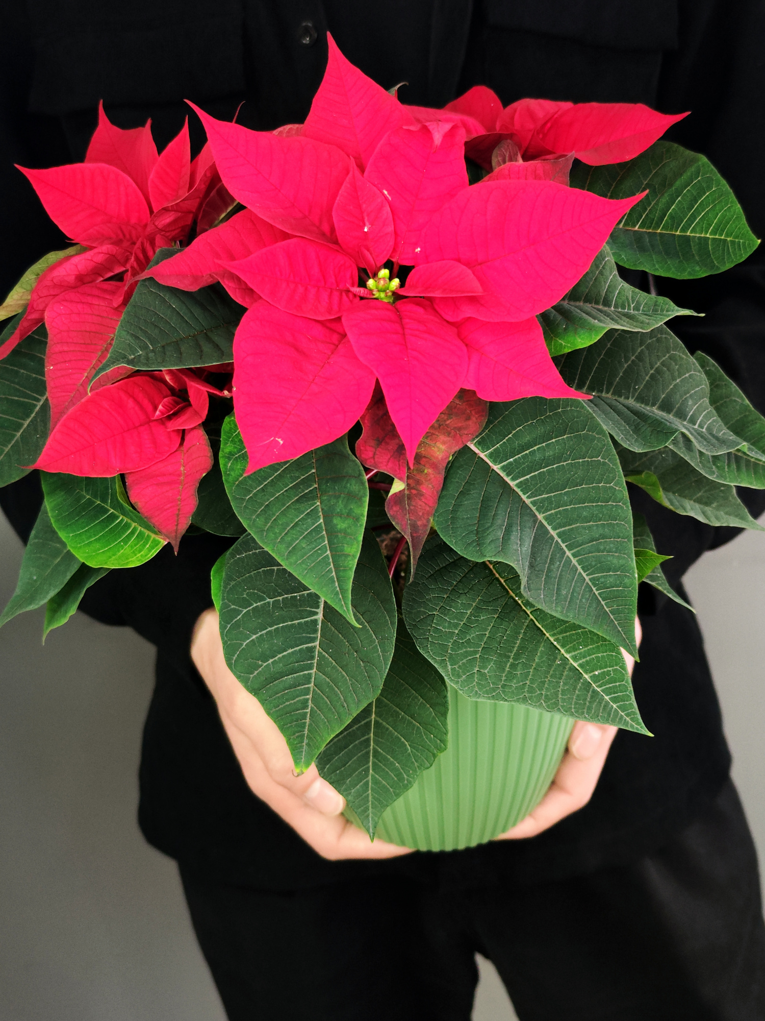 Пуансеттия Фрея Красная (Poinsettia Freya Red) Пересаженная D15см