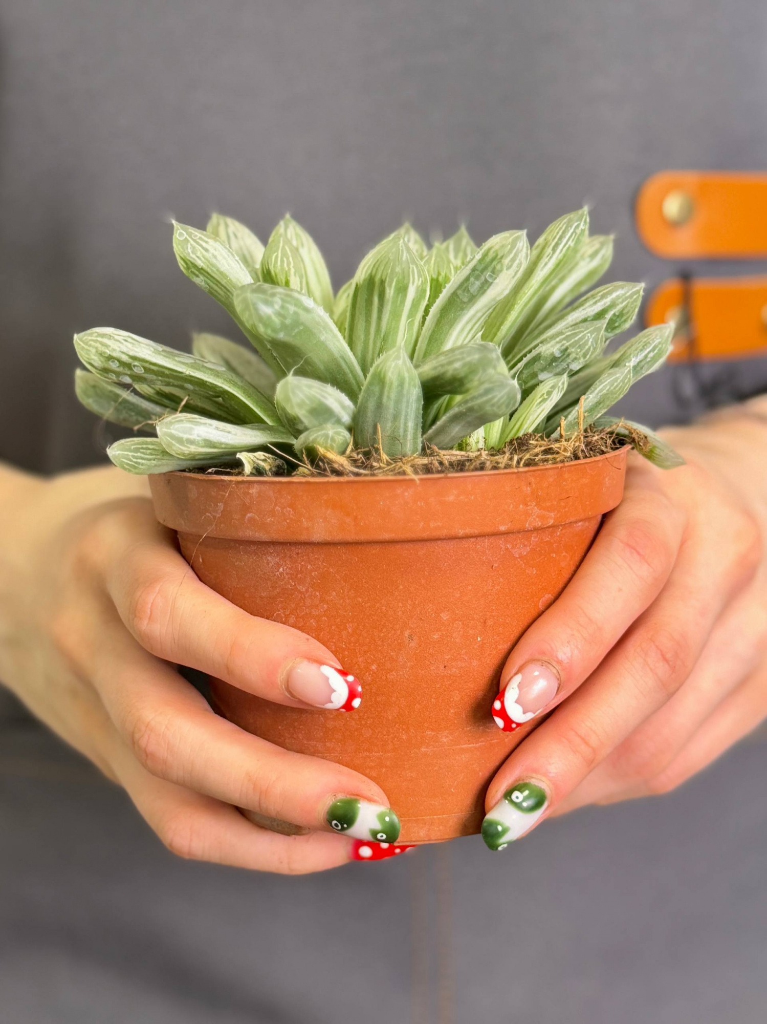 Хавортия Цимбиформис Белый Тигр (Haworthia Cymbiformis White Tiger) D10см