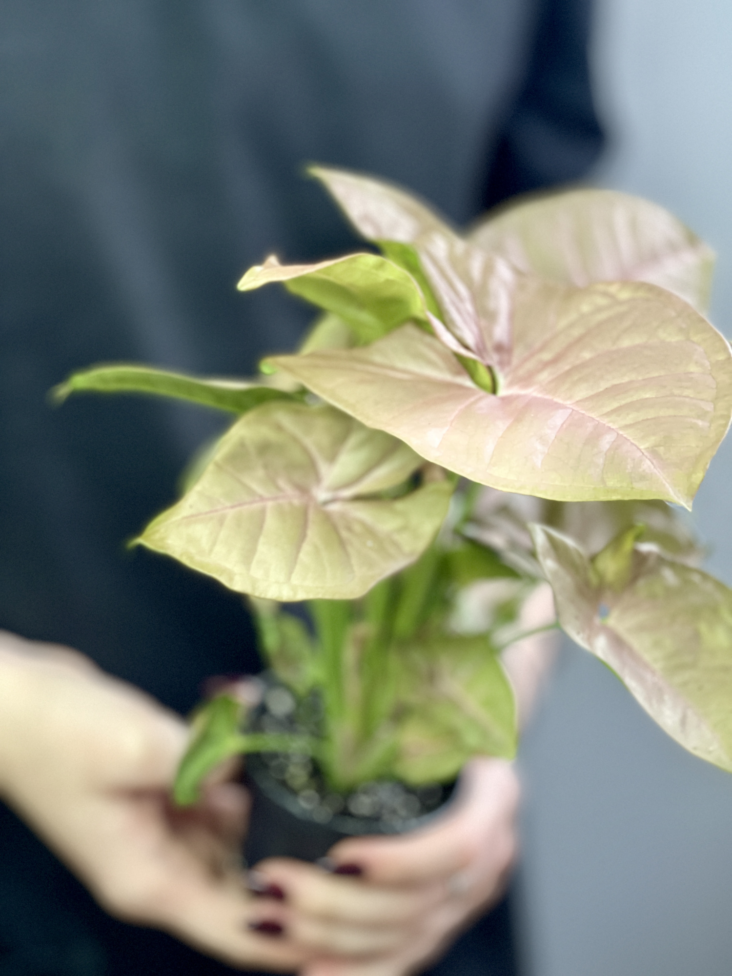 Сингониум Неон Робуста (Syngonium Neon Pobusta) D7см