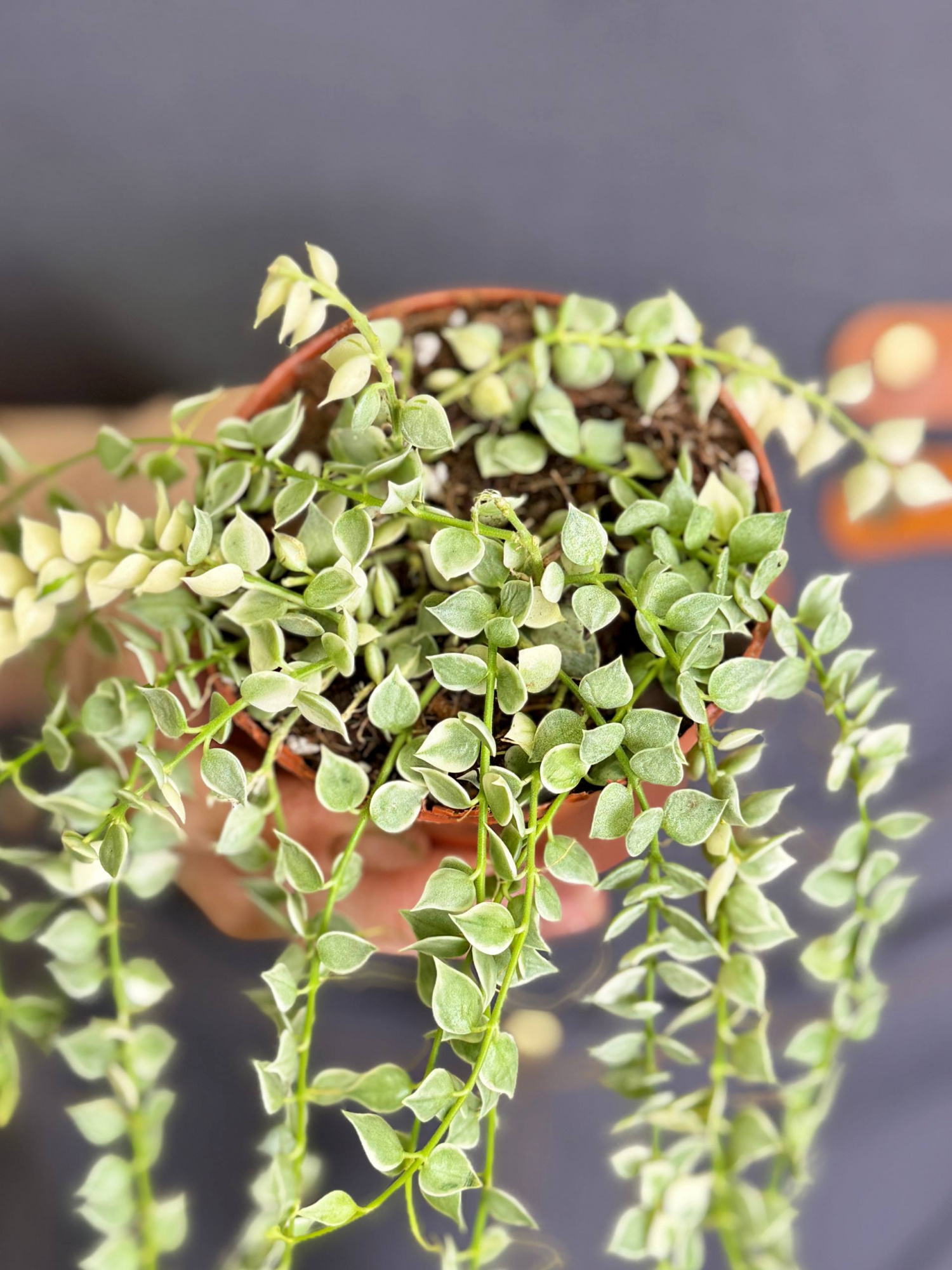 Дисхидия Русифолия Вариегатная (Dischidia Ruscifolia Variegata) D8см
