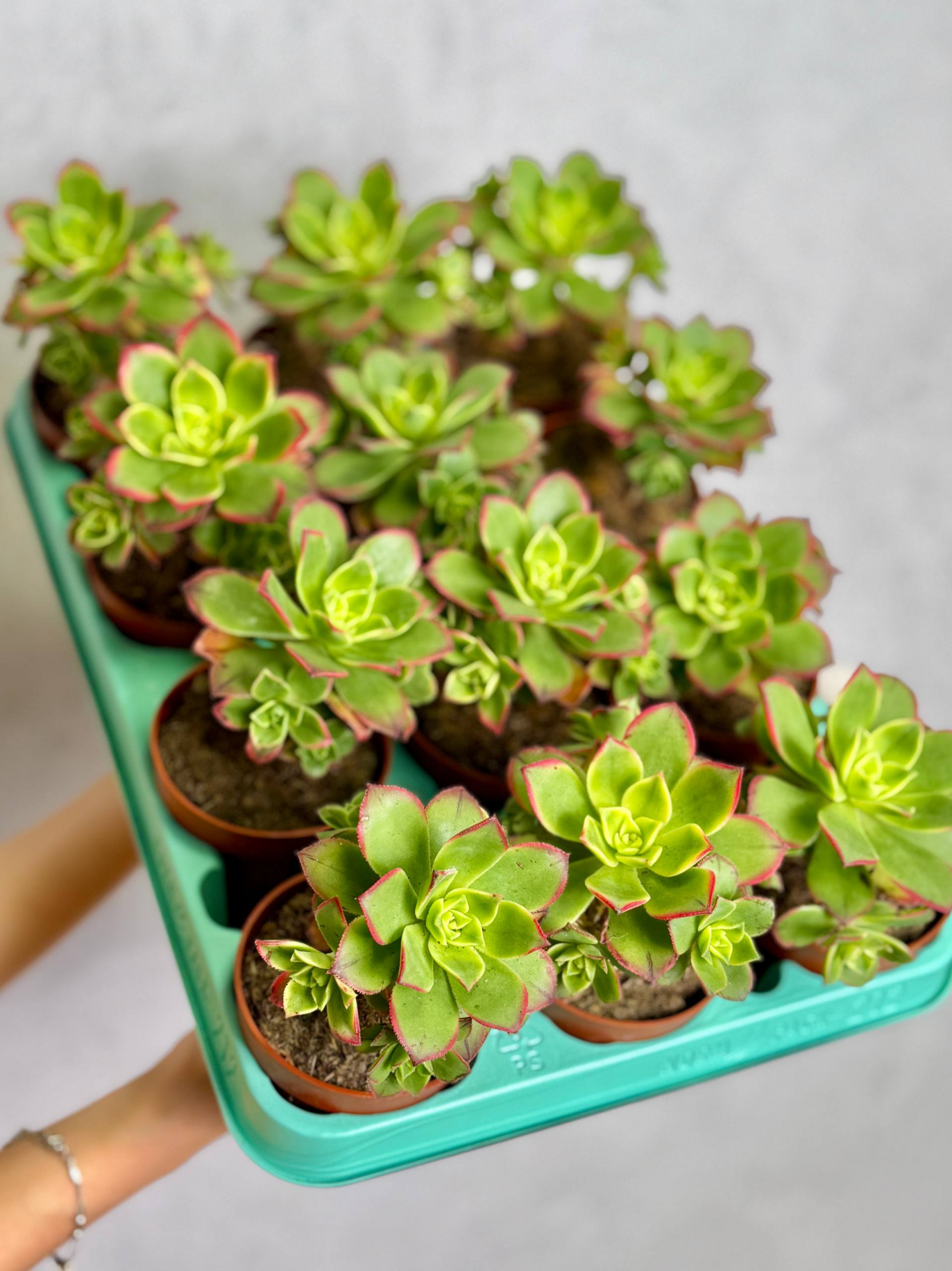 Эониум Киви (Aeonium Kiwi) D8,5см