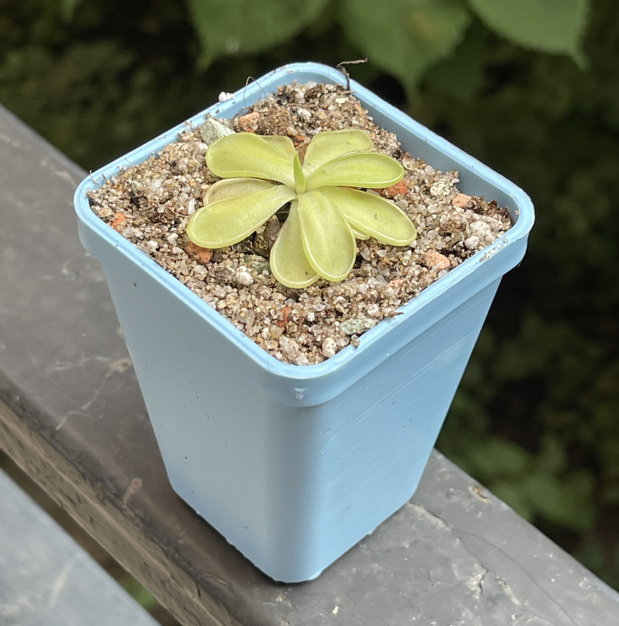 Жирянка Эмаргината (Pinguicula Emarginata)