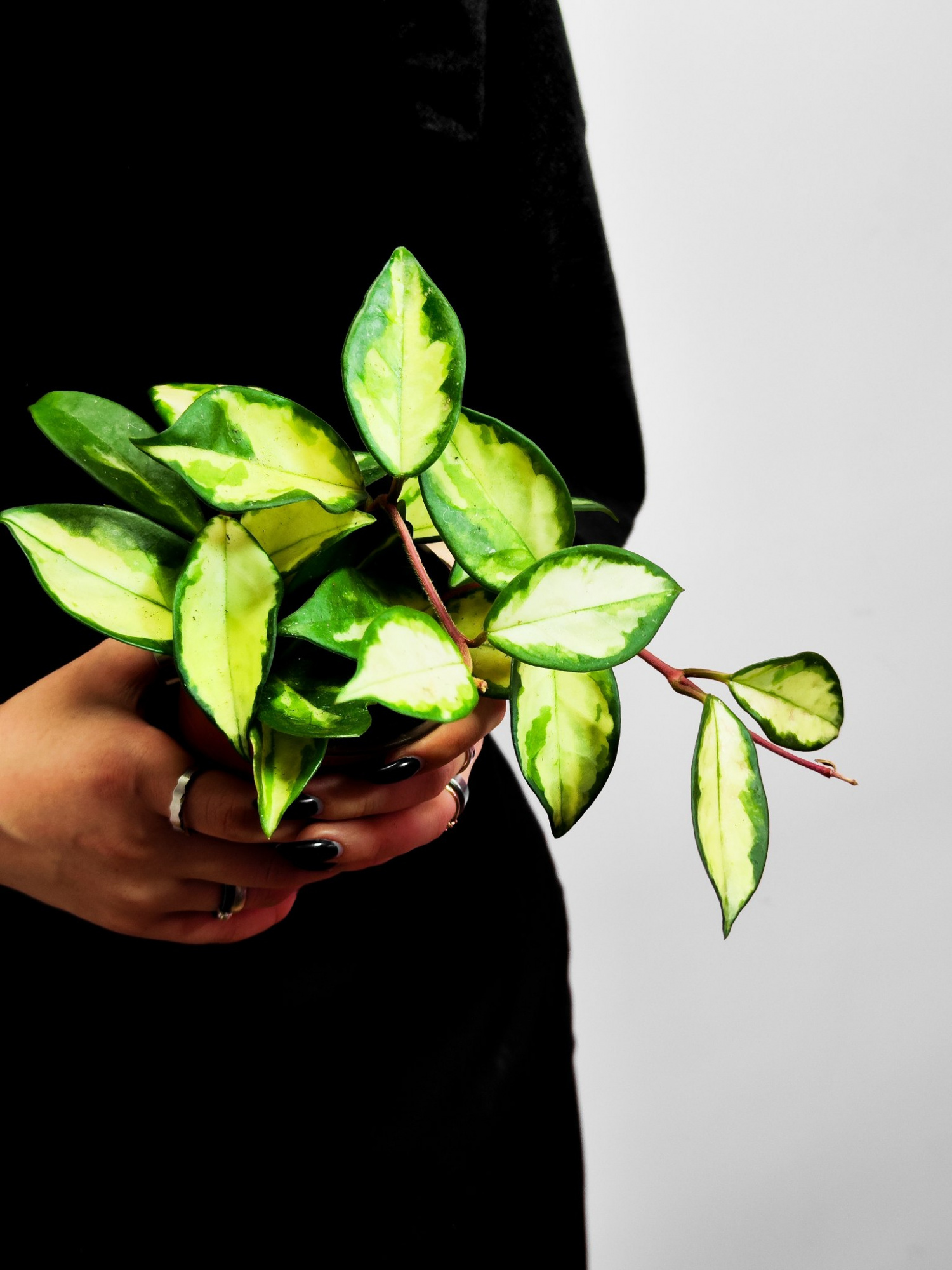 Хойя Карноза Триколор (Hoya Carnosa Tricolor) D9см