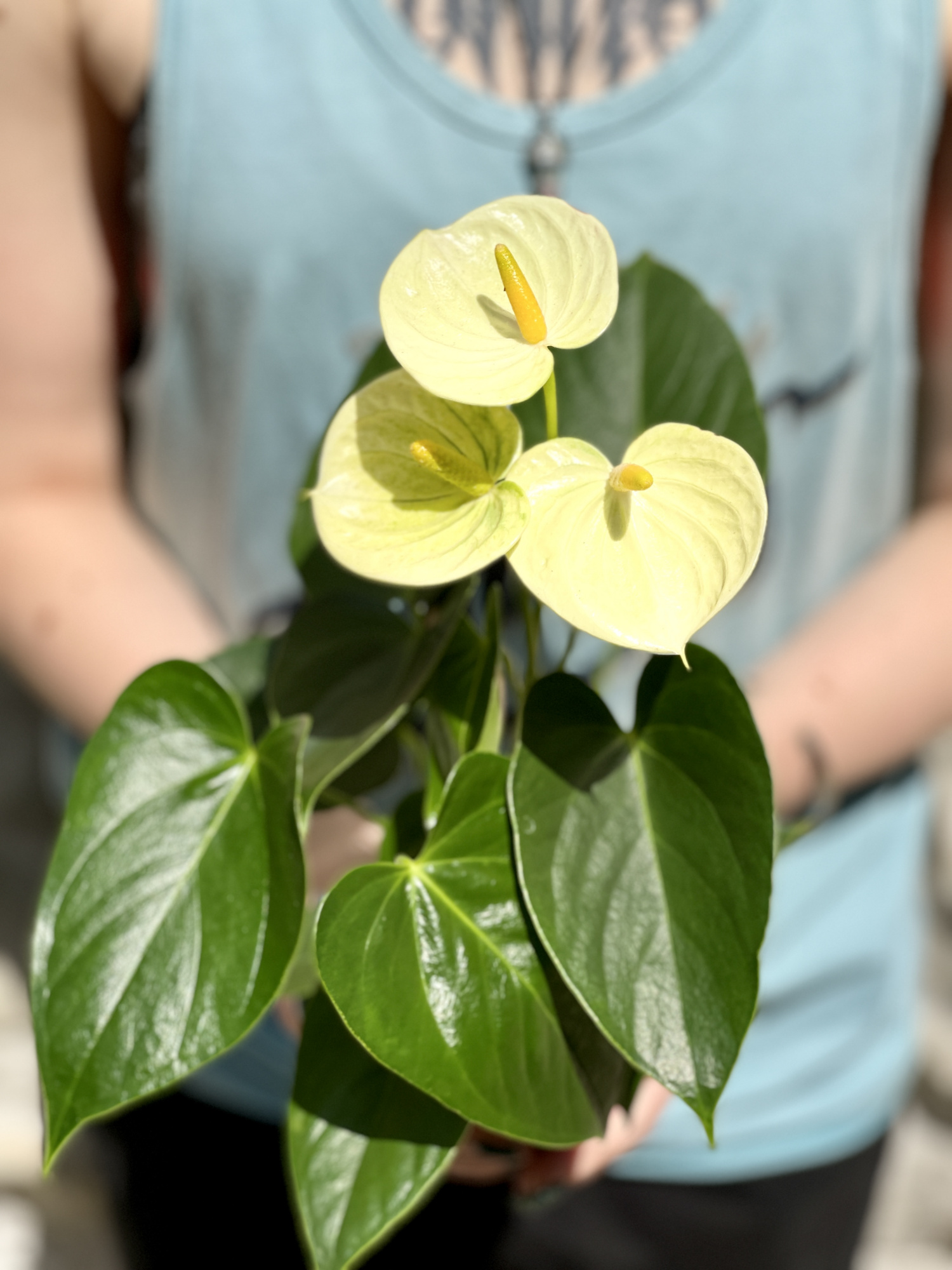 Антуриум Андре Ванилла (Anthurium Аndraeanum Vanilla) D9см