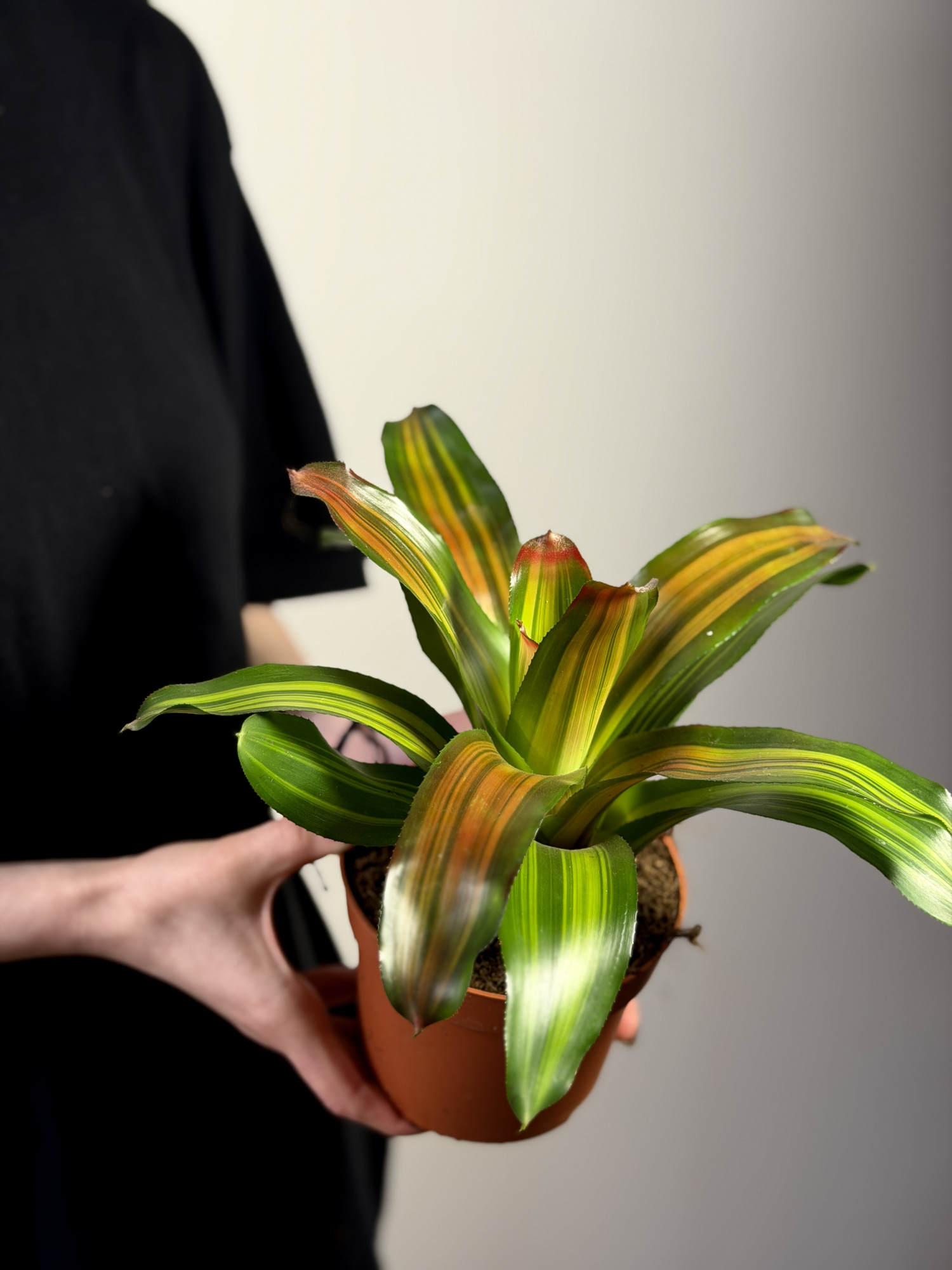Неорегелия Фредди (Neoregelia Freddie) D12см