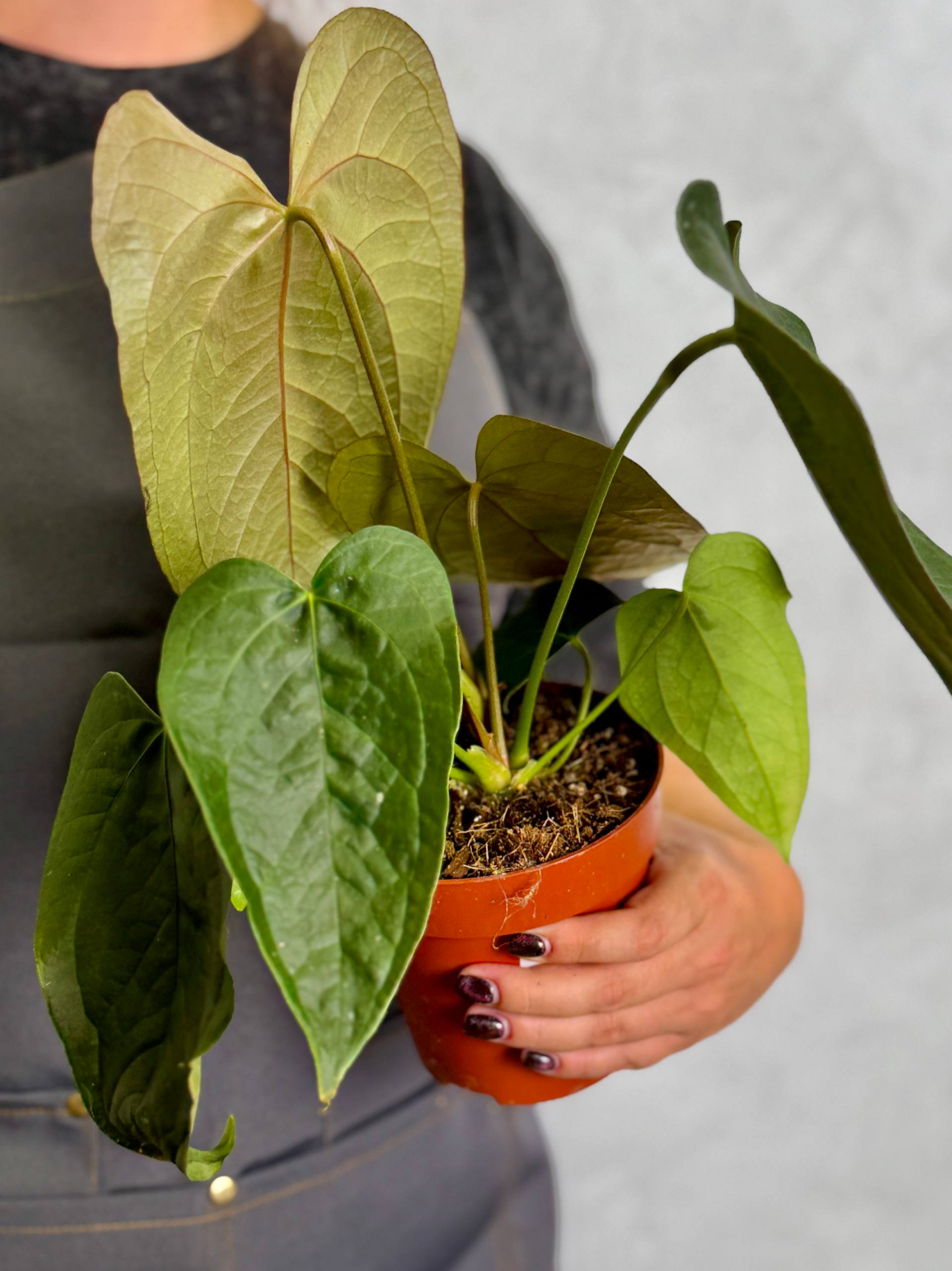 Антуриум Квин оф Хертс (Anthurium Queen Of Heart) D12см