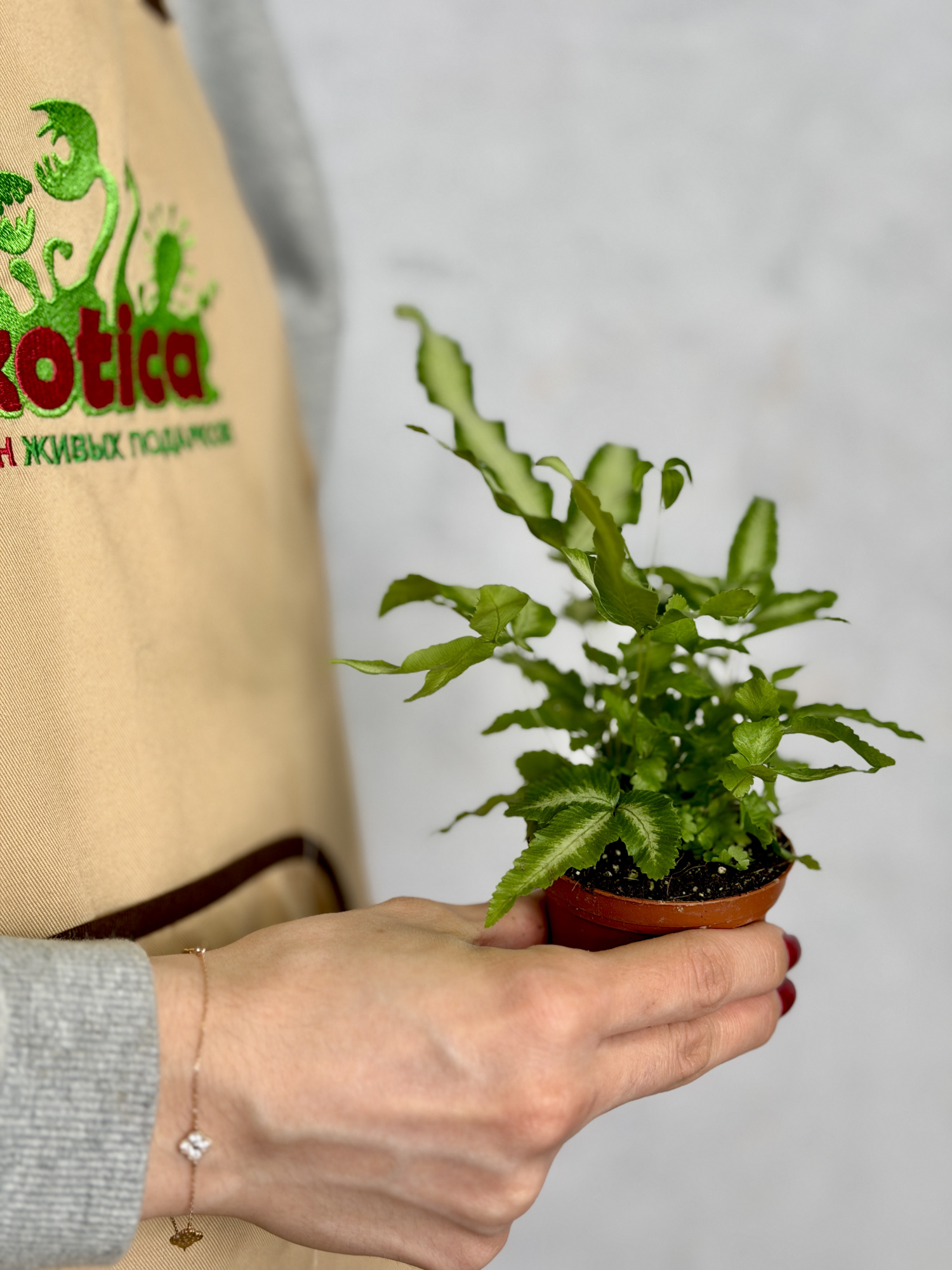 Птерис Критский Альболинеата (Pteris Cretica Albolineata) D7см