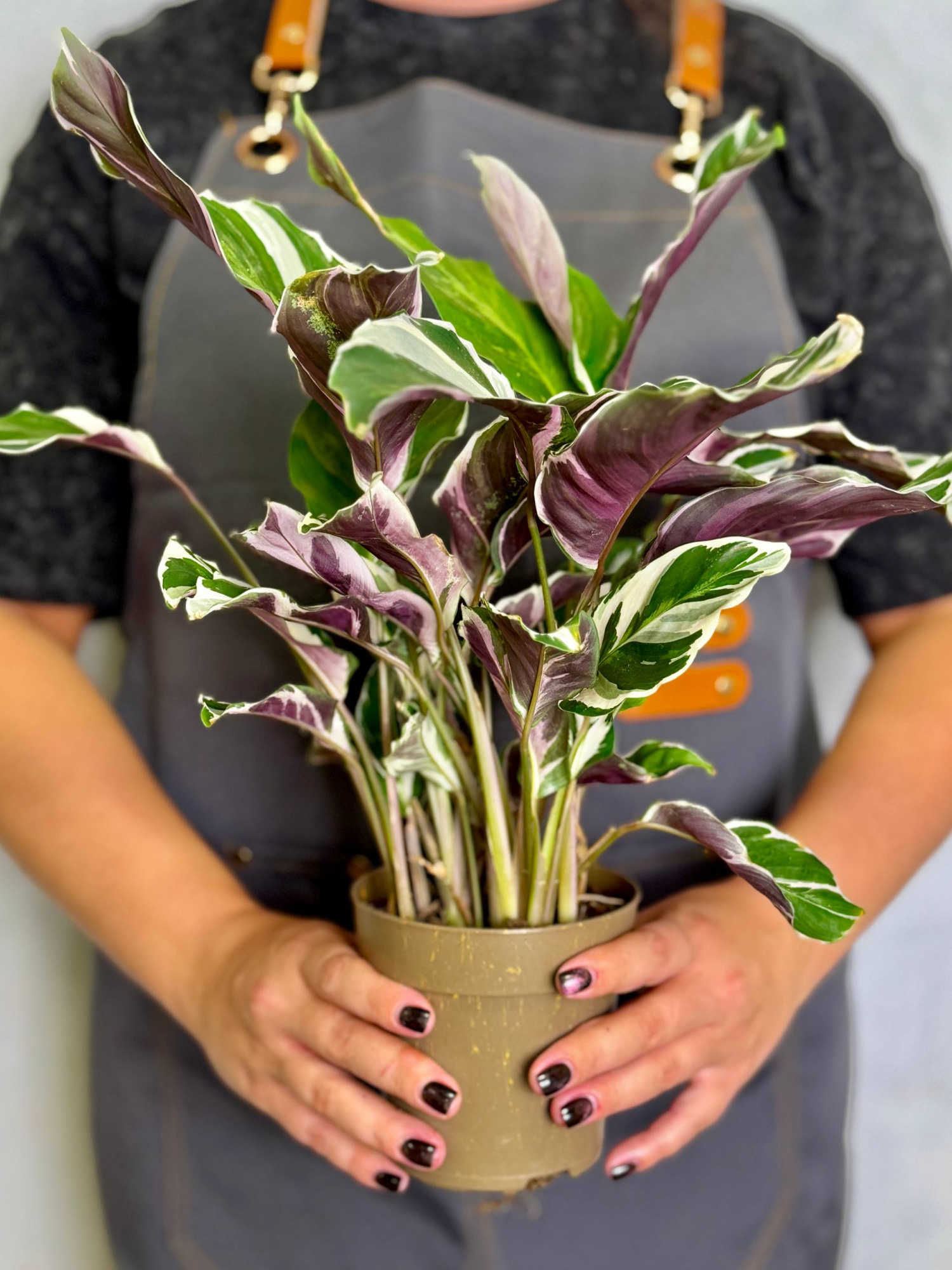 Калатея Вайт Фьюжин (Calathea White Fusion) D12см