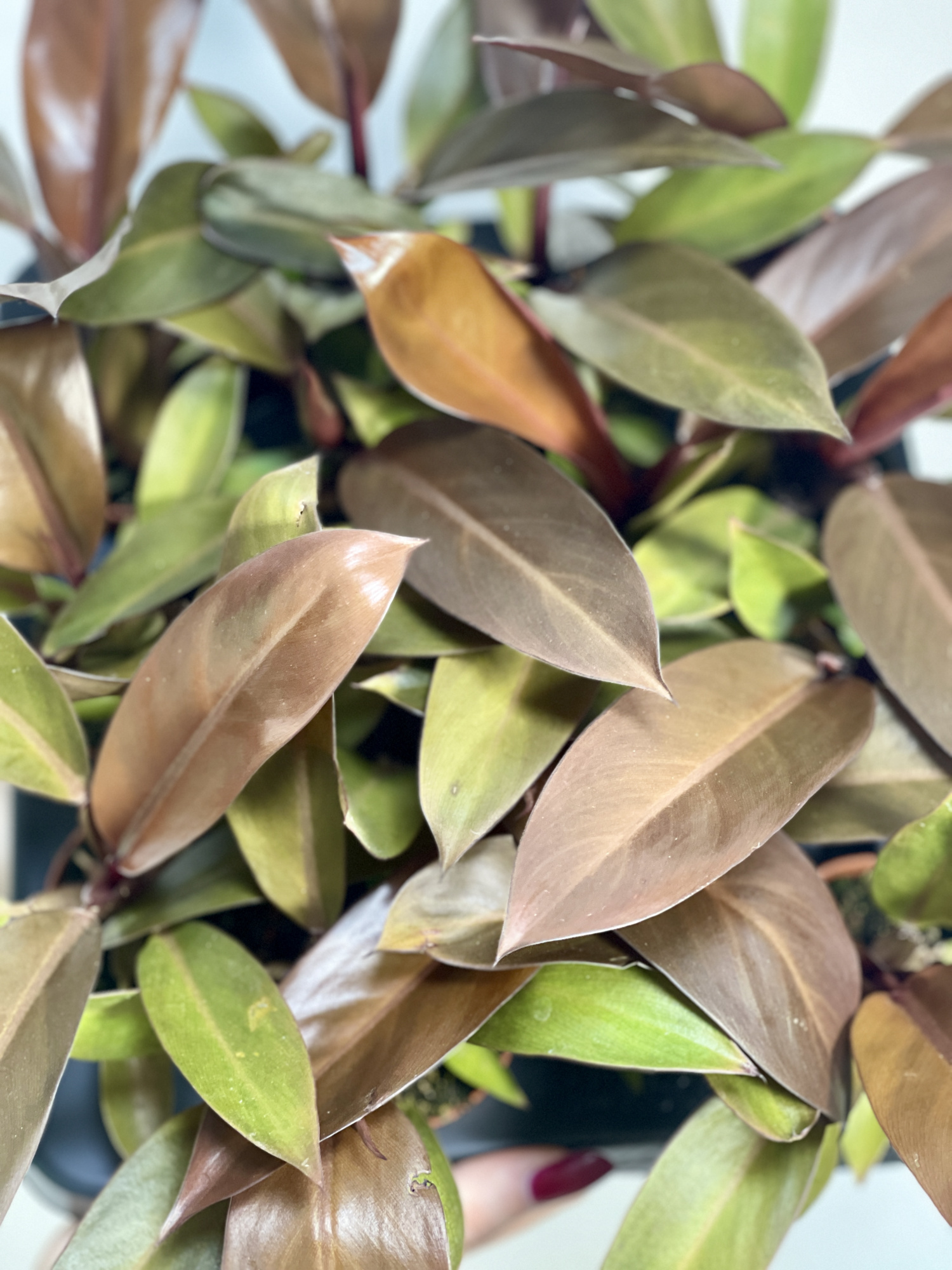 Филодендрон Блэк Кардинал (Philodendron Black Cardinal) D6см
