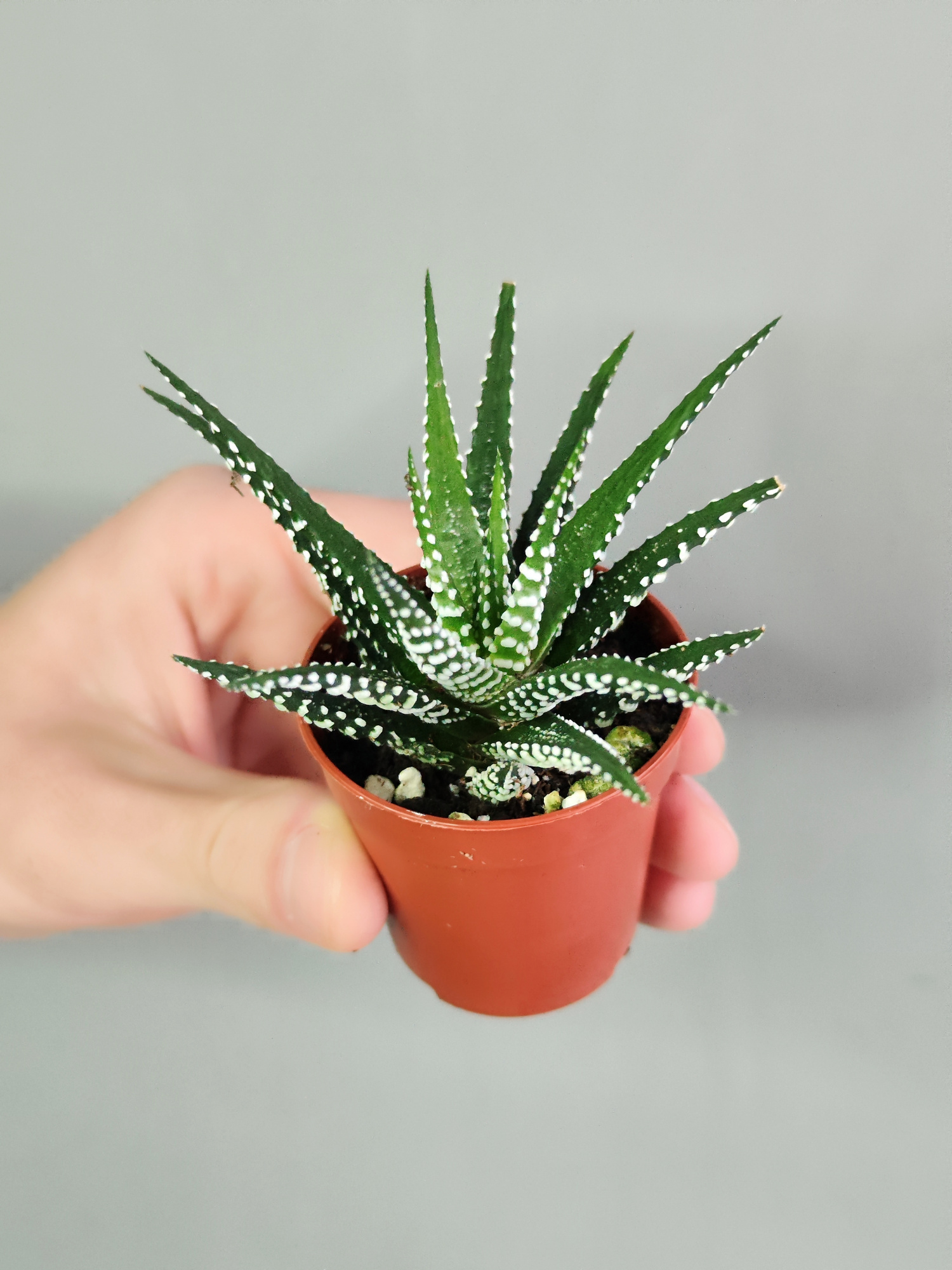 Хавортия Полосатая (Haworthia Fasciata) D5см