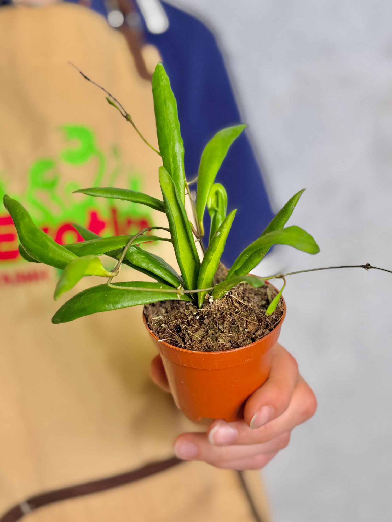 Хойя Лохери (Hoya Loheri) D8см