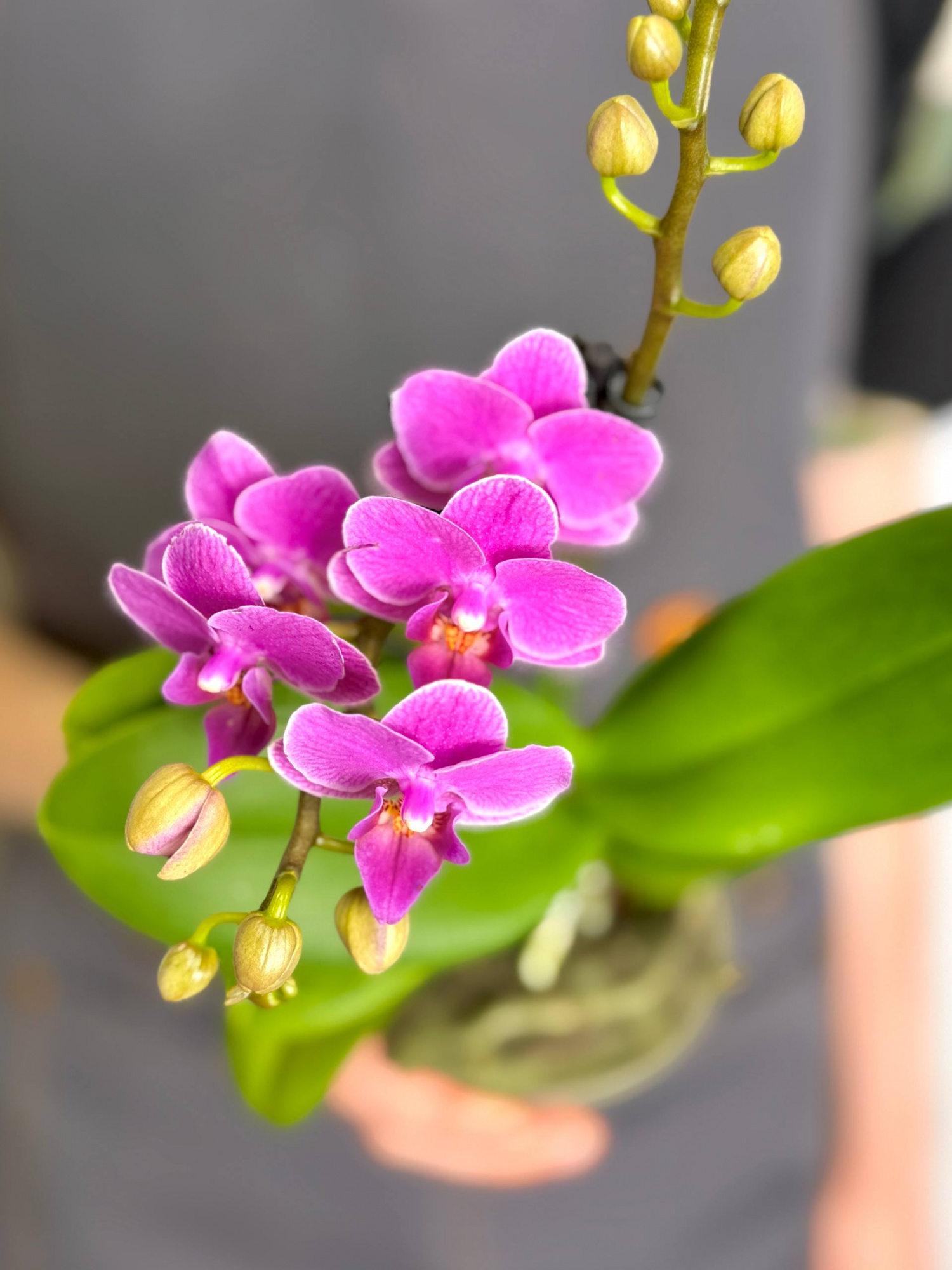 Орхидея Фаленопсис Мини Светло - Фиолетовая (Phalaenopsis Multiflora Light Purple) D9см