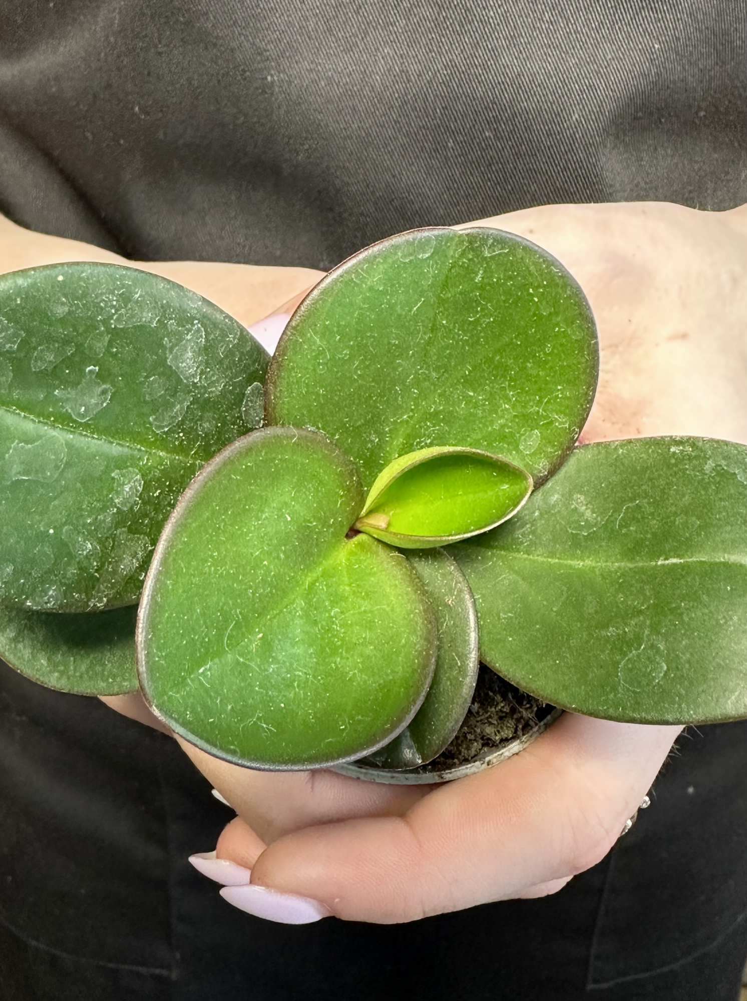 Пеперомия Клузиелистная Ред Маргин (Peperomia Сlusiifolia Red Margin) D5см