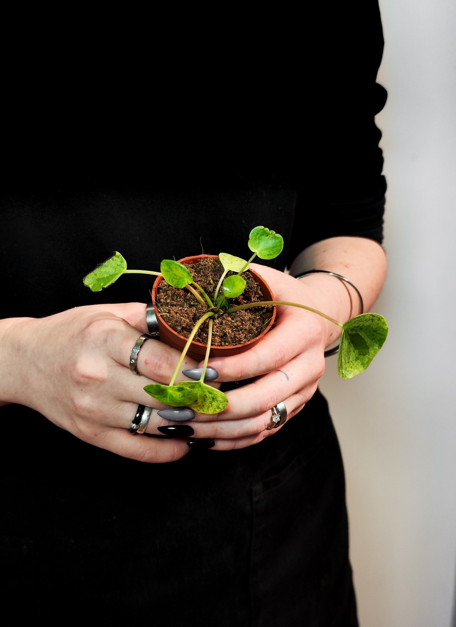 Пилея Пеперомиевидная Мохито (Pilea peperomioides Mojito) D5см