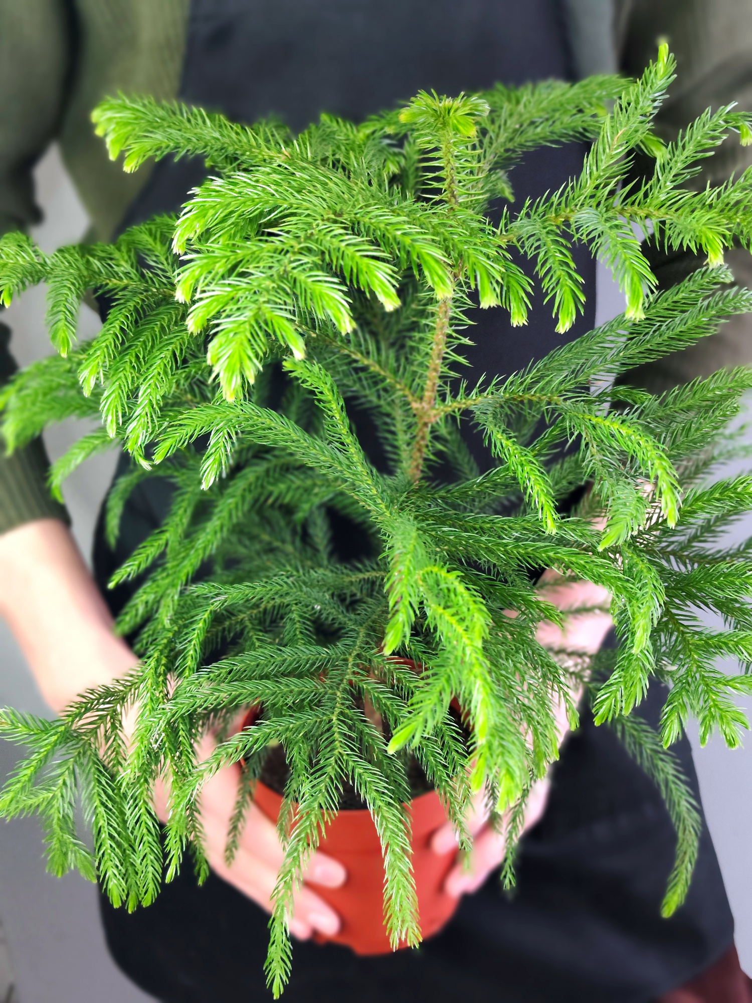 Араукария Разнолистная (Araucaria Heterophylla) D14см