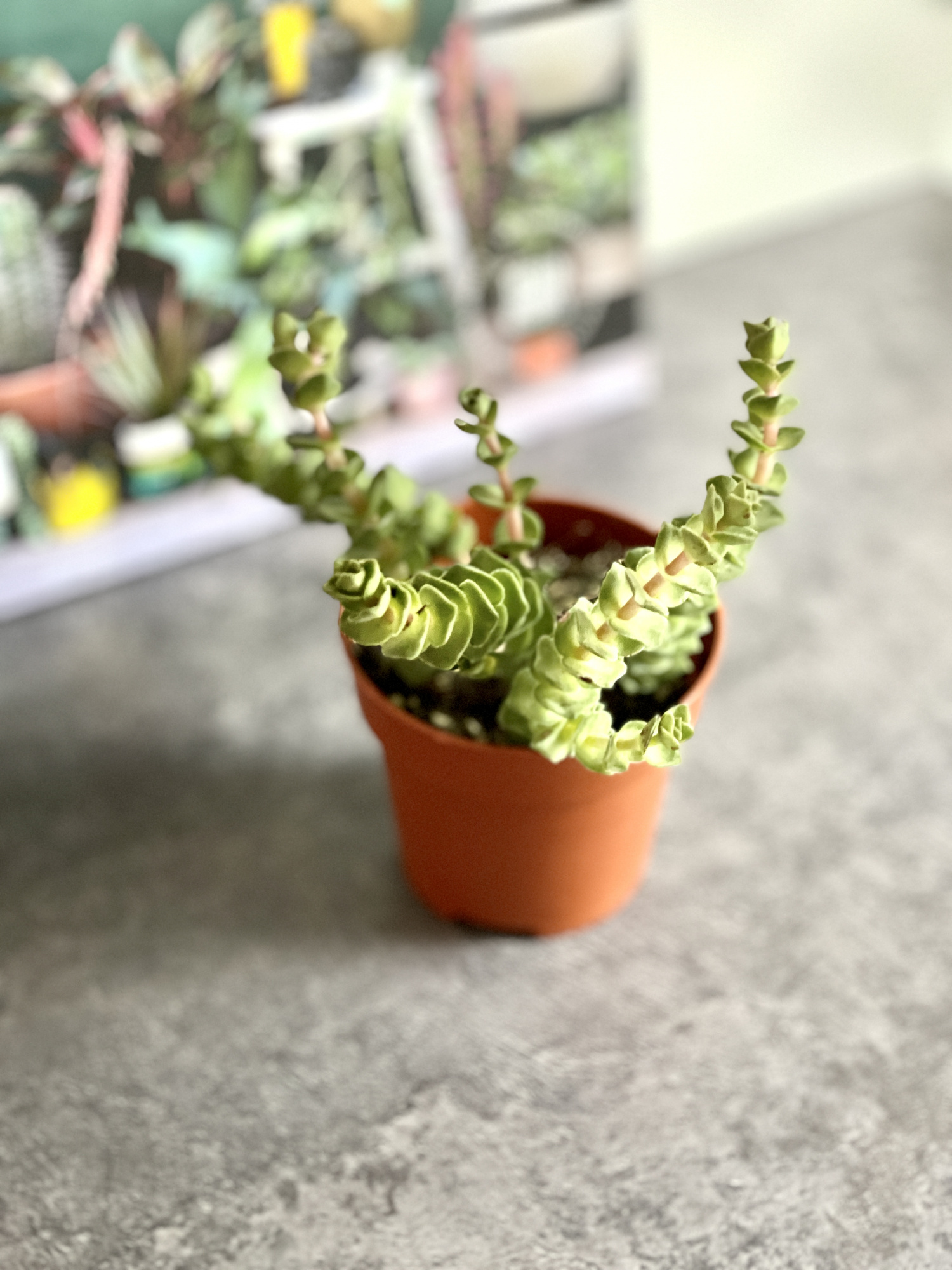 Крассула Грин Пагода (Crassula Green Pagoda) D8,5см