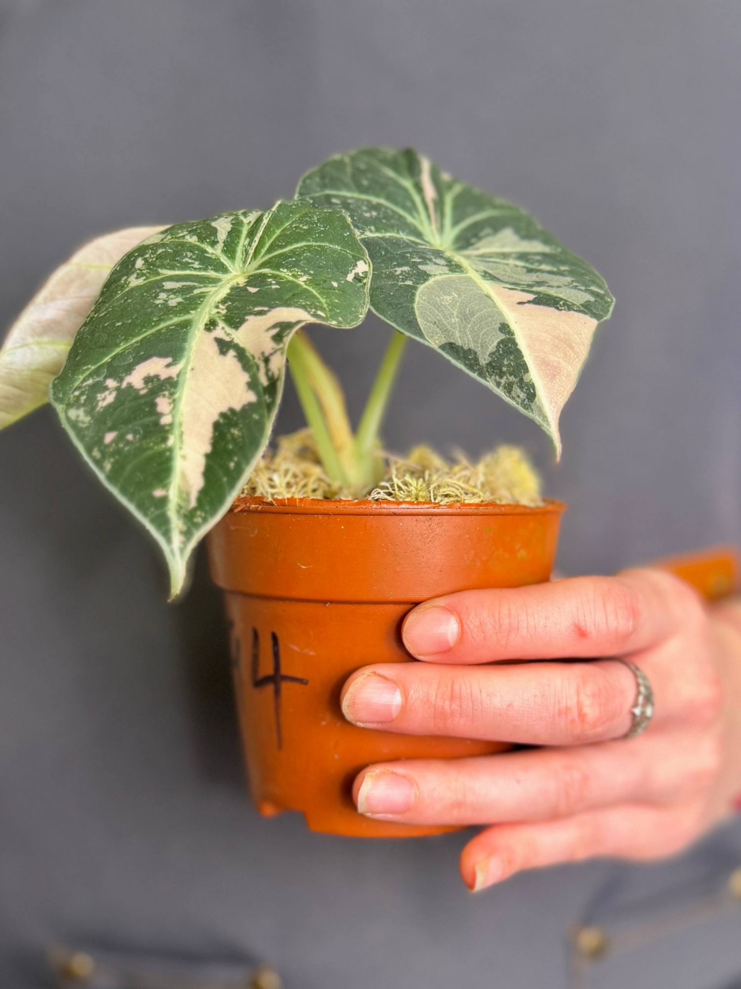 Алоказия Блэк Вельвет Пинк Вариегатная (Alocasia Black Velvet Pink Albo Variegated) D9см