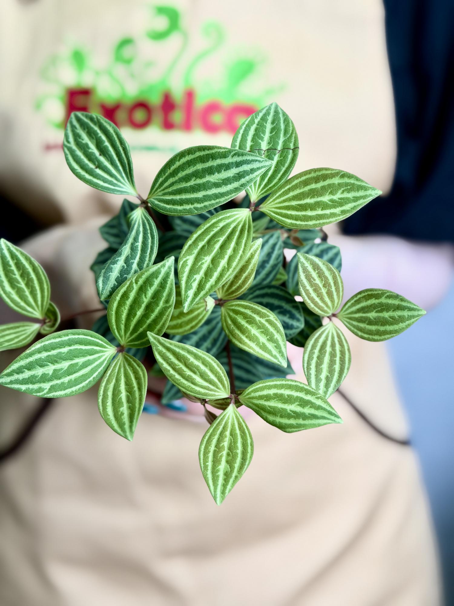 Пеперомия Ангулата Страйб (Peperomia Angulata Stribe) D9см