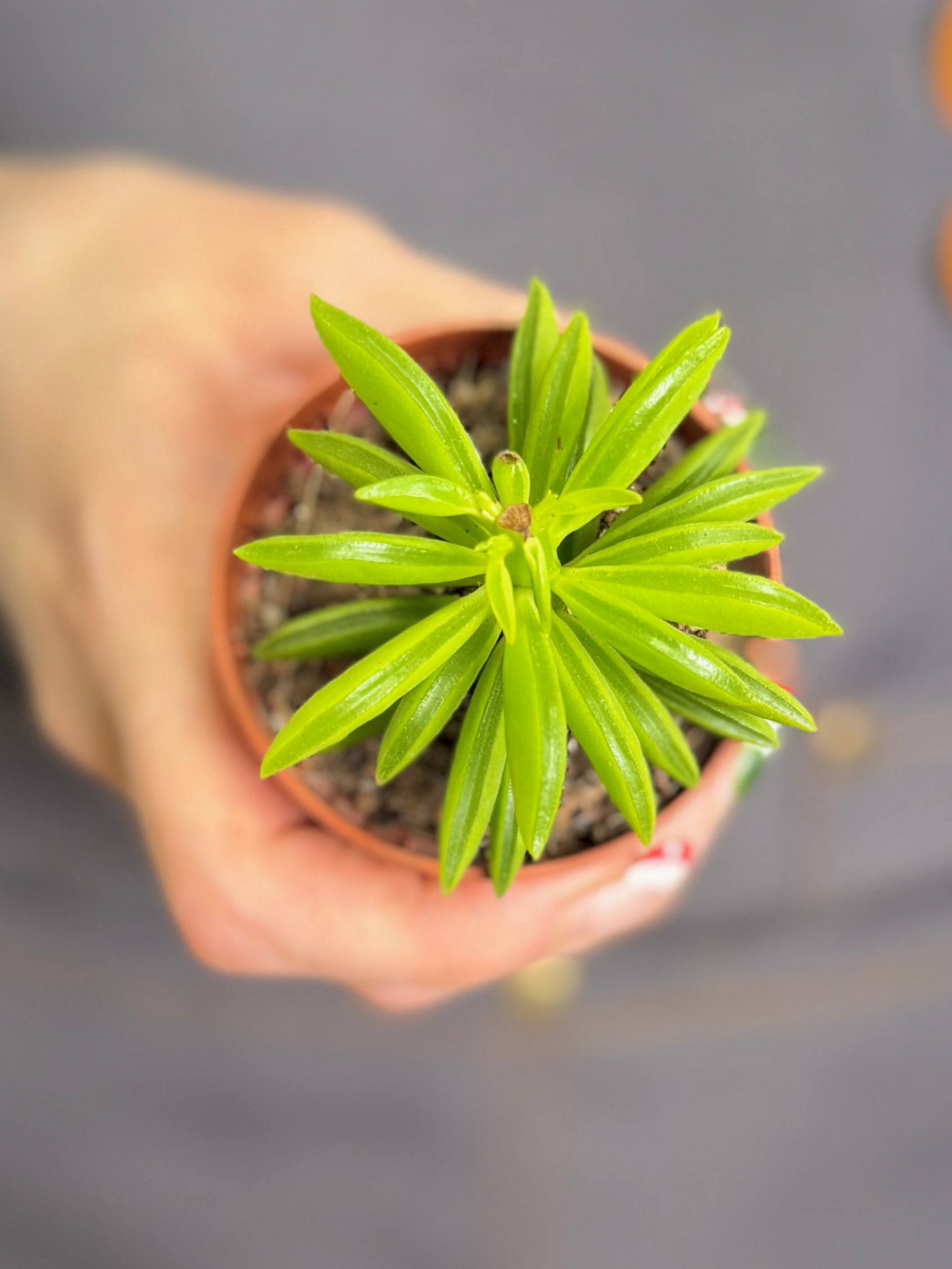 Пеперомия Хэппи Бин (Peperomia Happy Bean) D5см