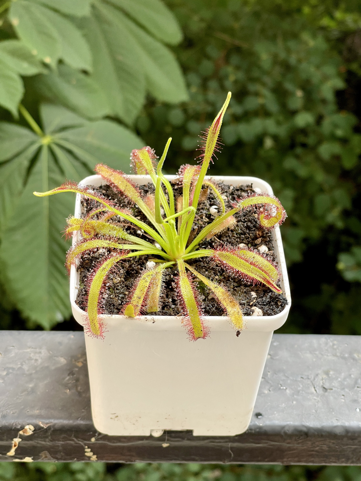 Росянка Капская с широкими листьями (Drosera capensis Broad Leaf) D8см