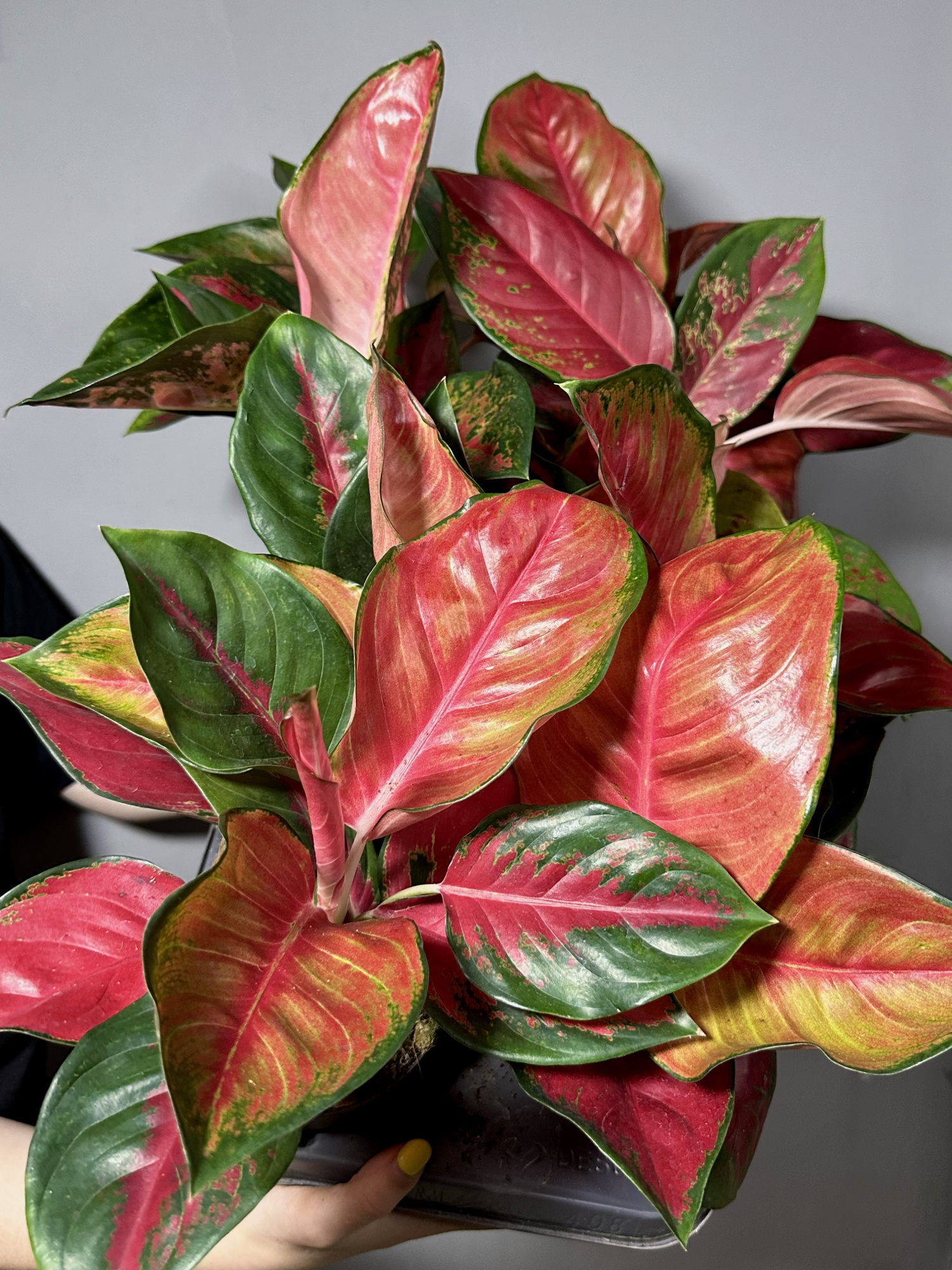 Аглаонема Чили Ред (Aglaonema Chili Red) D12см