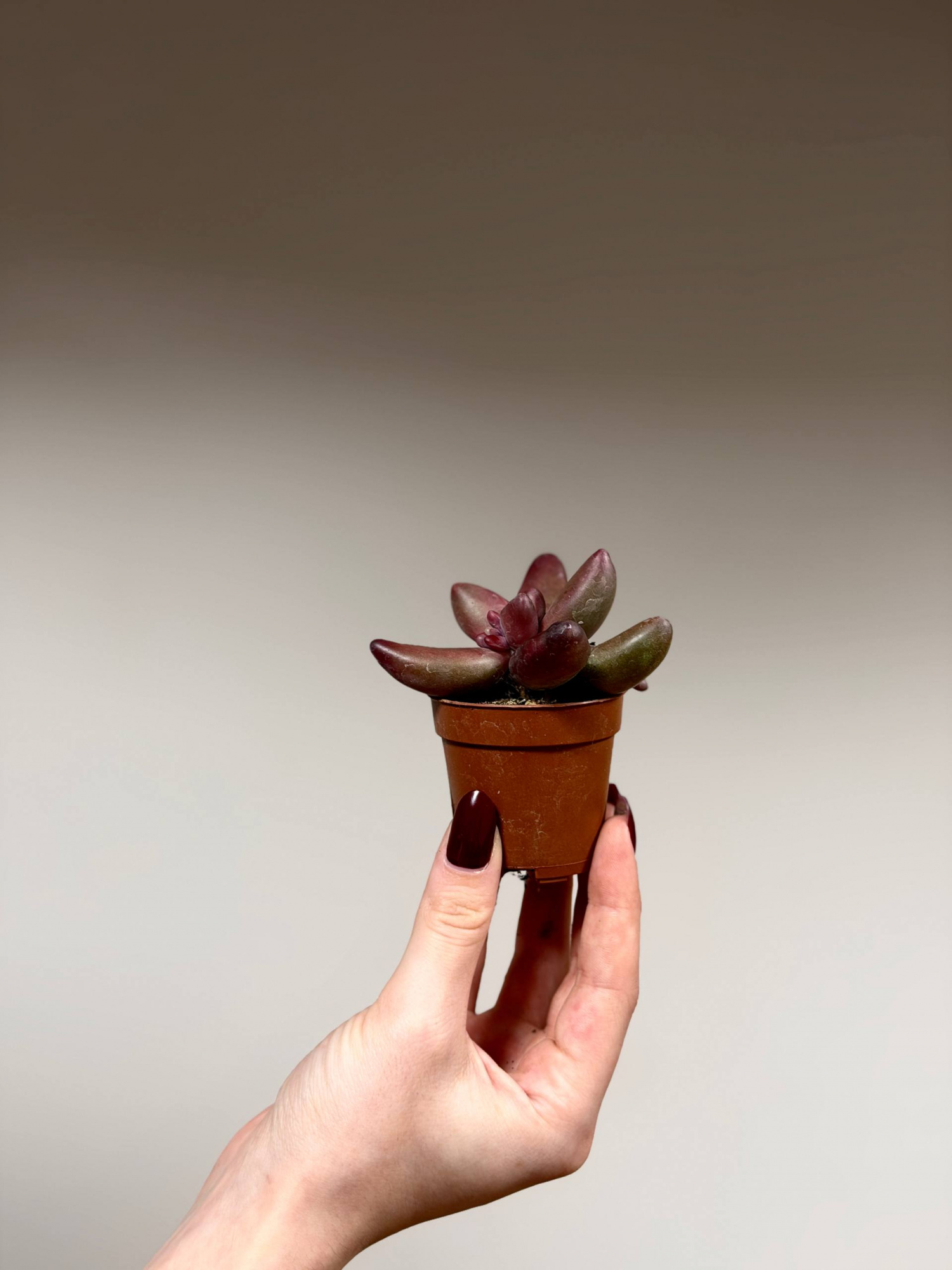 Пахифитум Ганьчжоу (Pachyphytum Ganzhou) D5см