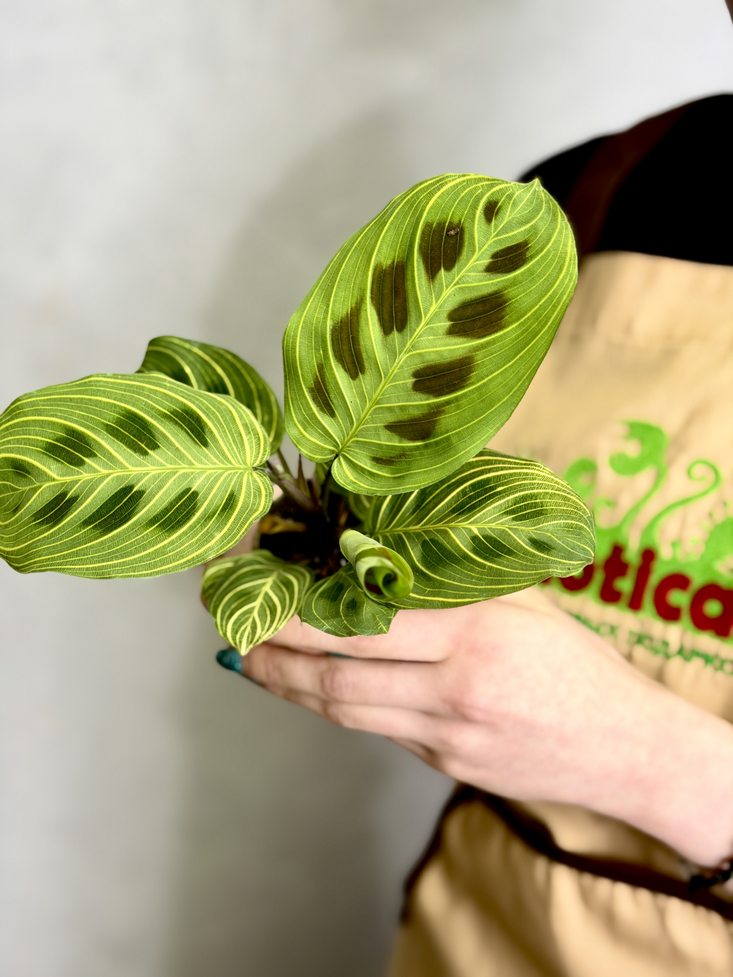 Маранта Голден Вейнс (Maranta Leuconeura Golden Veins) D6см