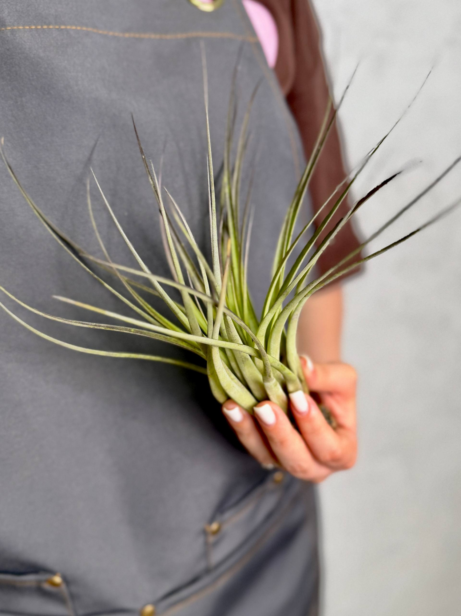Тилландсия Капитата Блэк XL (Tillandsia Capitata Black XL)