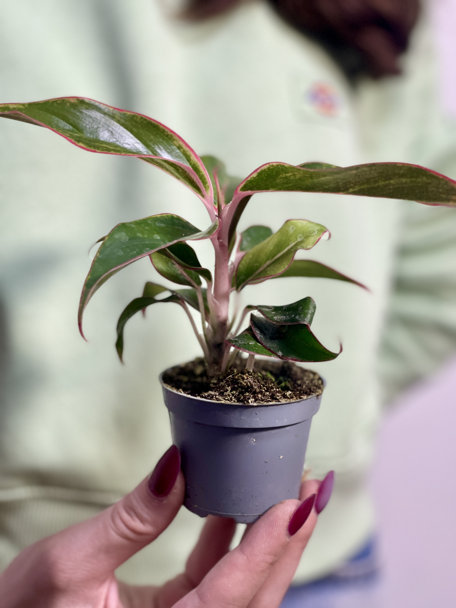 Аглаонема Сиам Аврора (Aglaonema Siam Aurora) D6см