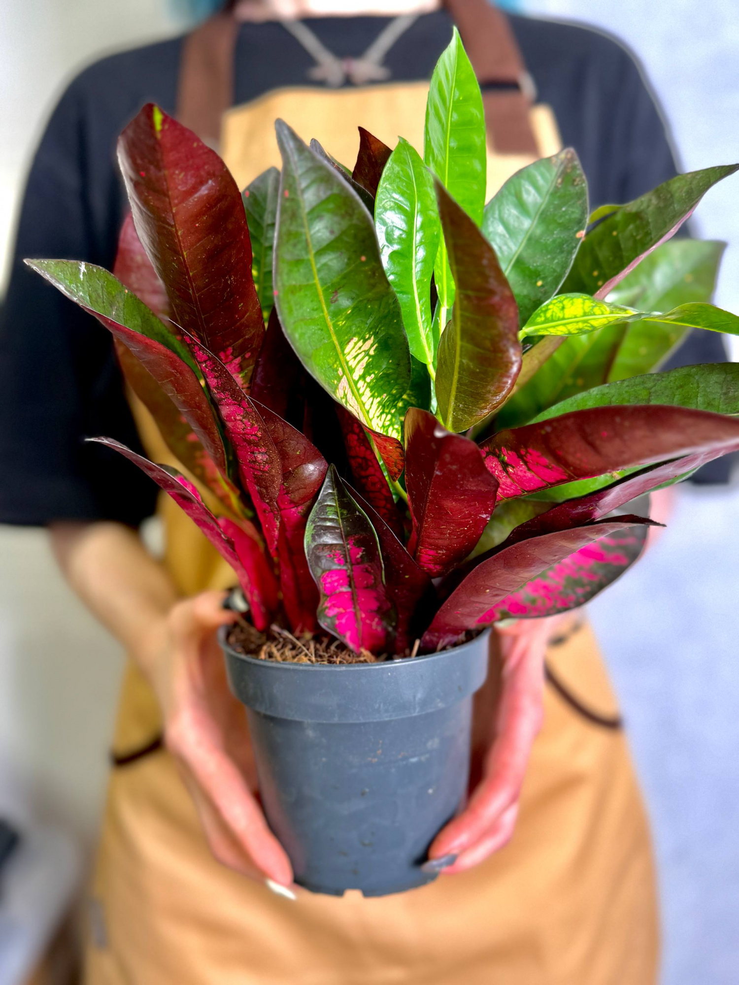 Кодиеум Миссис Айстон (Codiaeum Mrs. Iceton) D12см