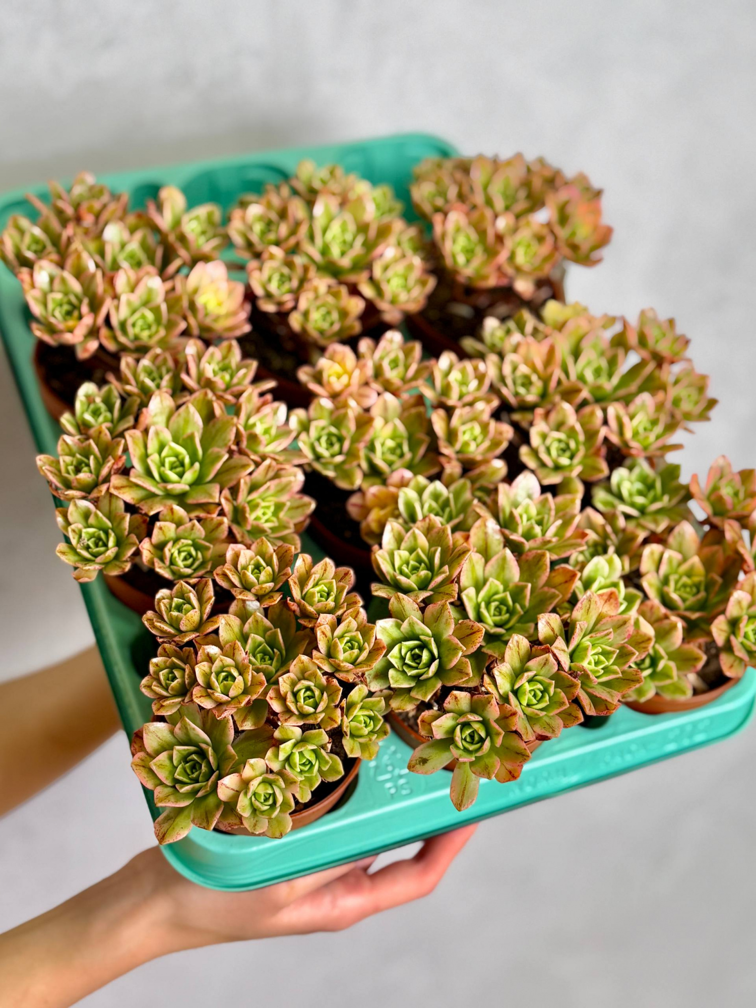 Эониум Вариегатный Бронзовая Медаль (Aeonium Bronze Medal Variegata) D8,5см