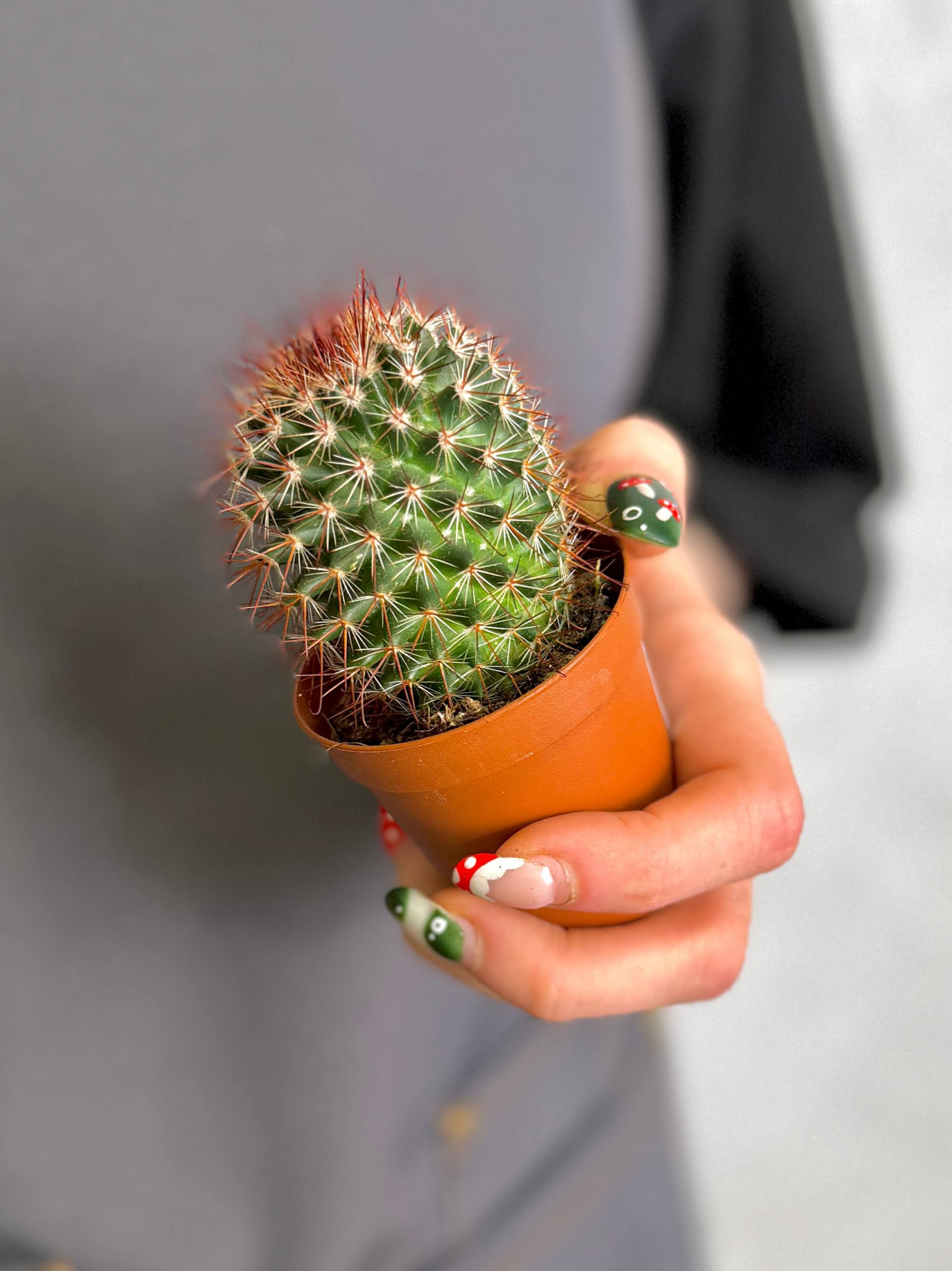 Маммиллярия Спинозиссима, или Колючейшая (Mammillaria Spinosissima) D5см
