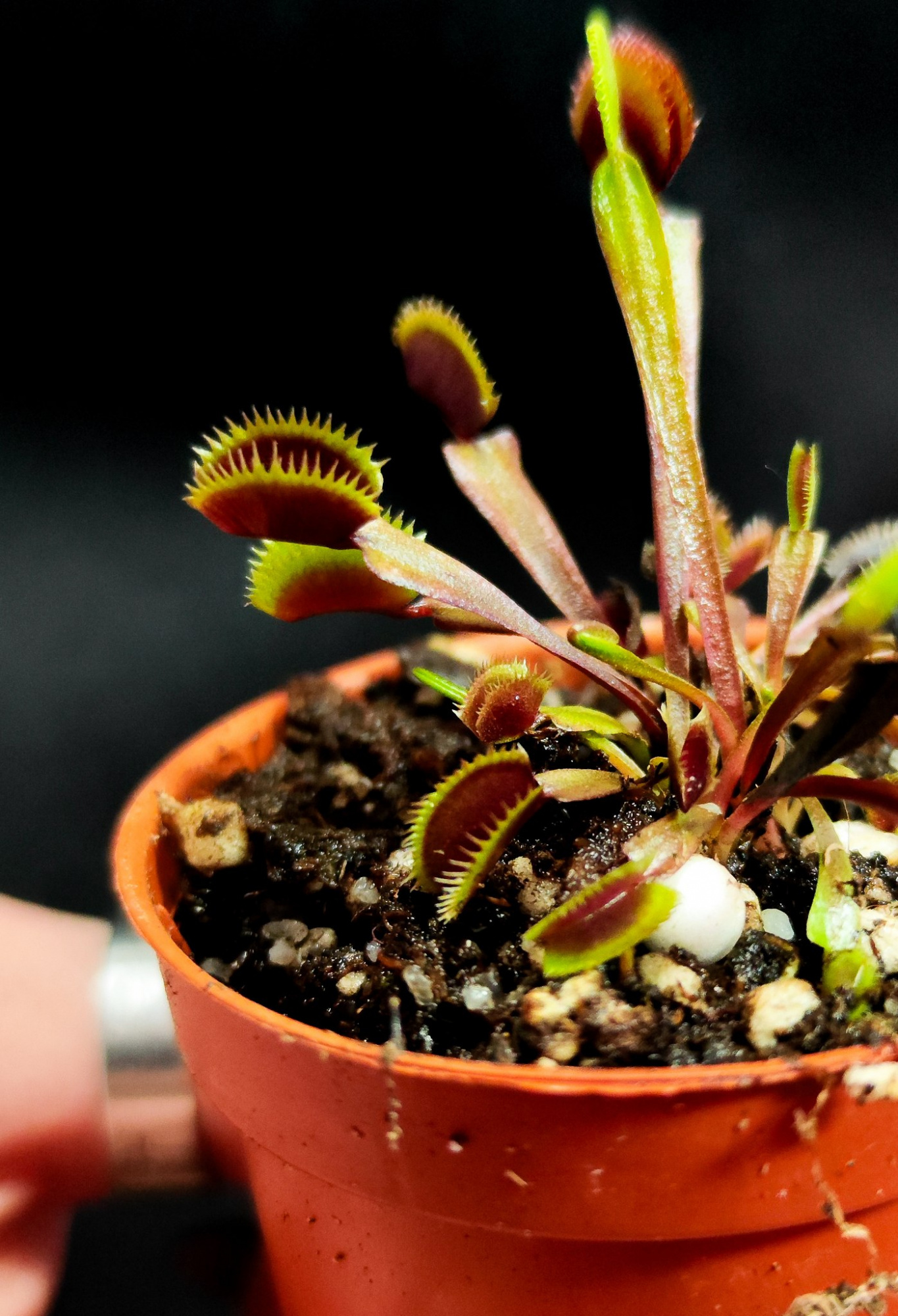 Венерина Мухоловка Голд Страйк (Dionaea Muscipula Gold Strike) D5см