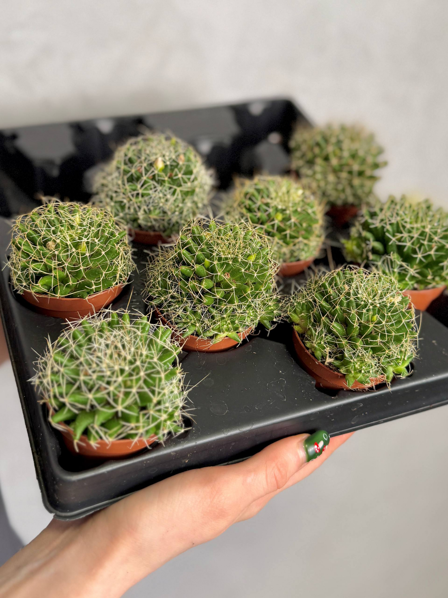 Маммиллярия Камптоприха (Mammillaria Camptotricha) D5см