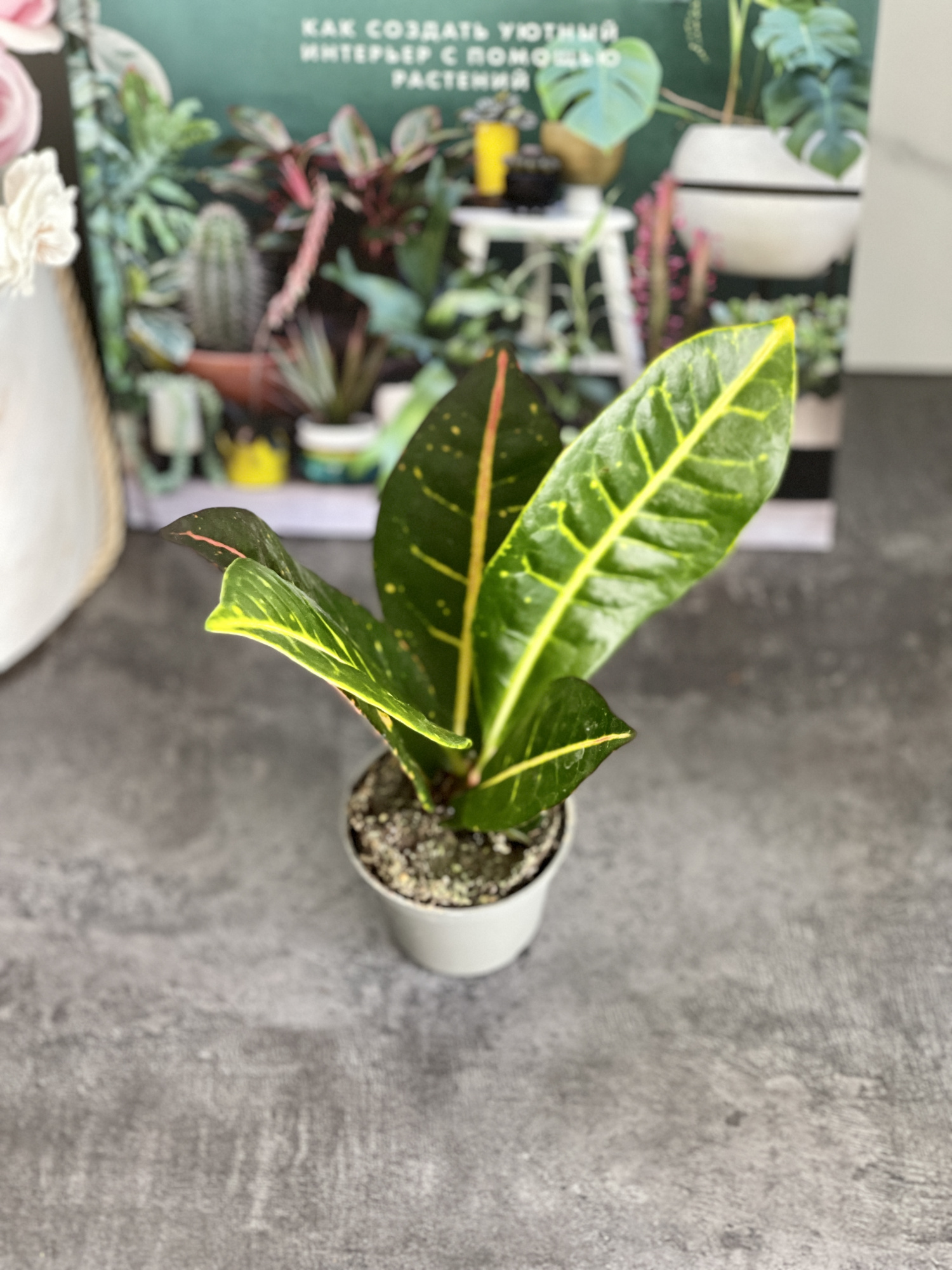 Кодиеум Петра (Codiaeum Petra) D6см
