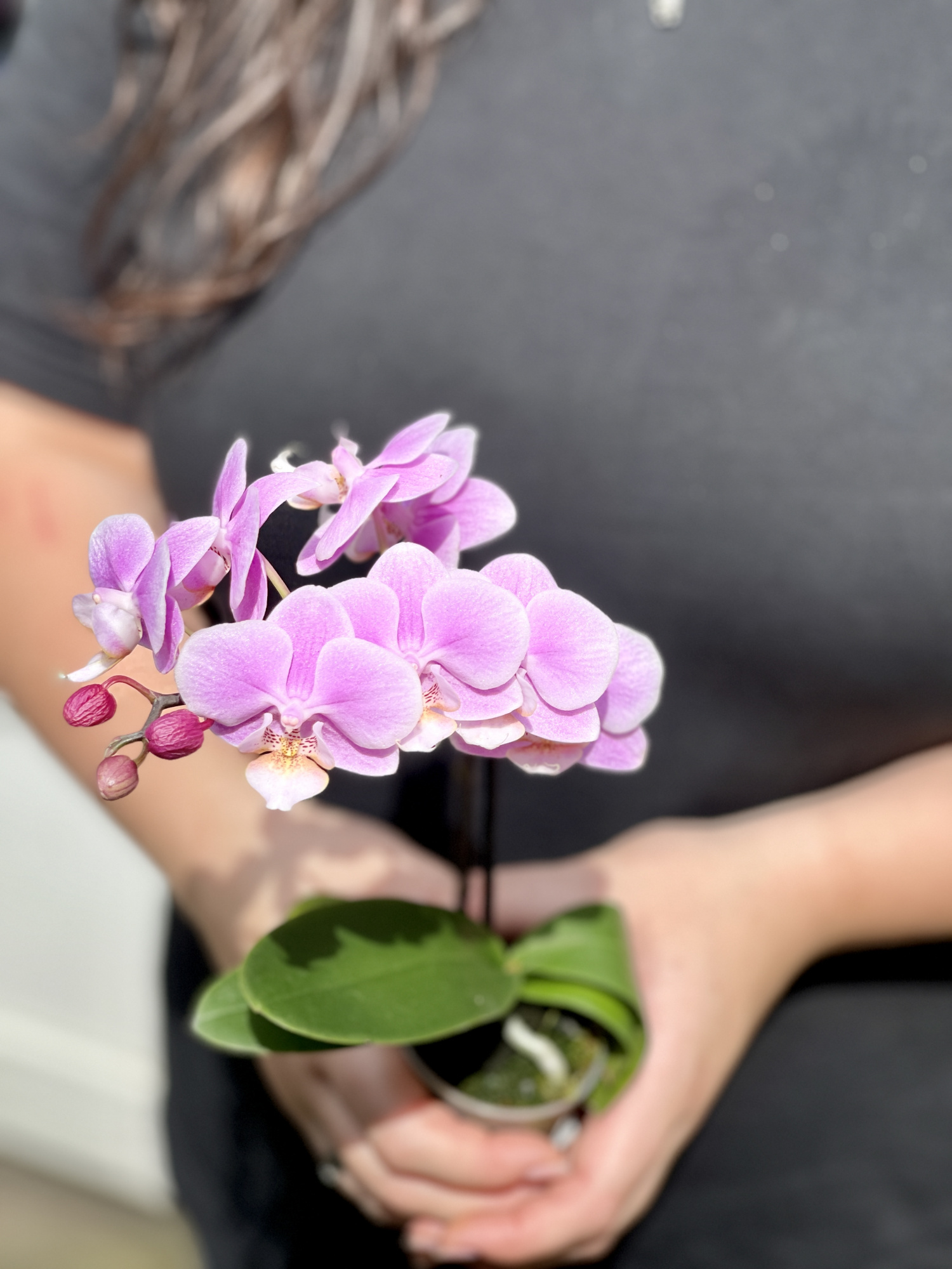 Орхидея Фаленопсис Розовая (Phalaenopsis Multiflora) D6см