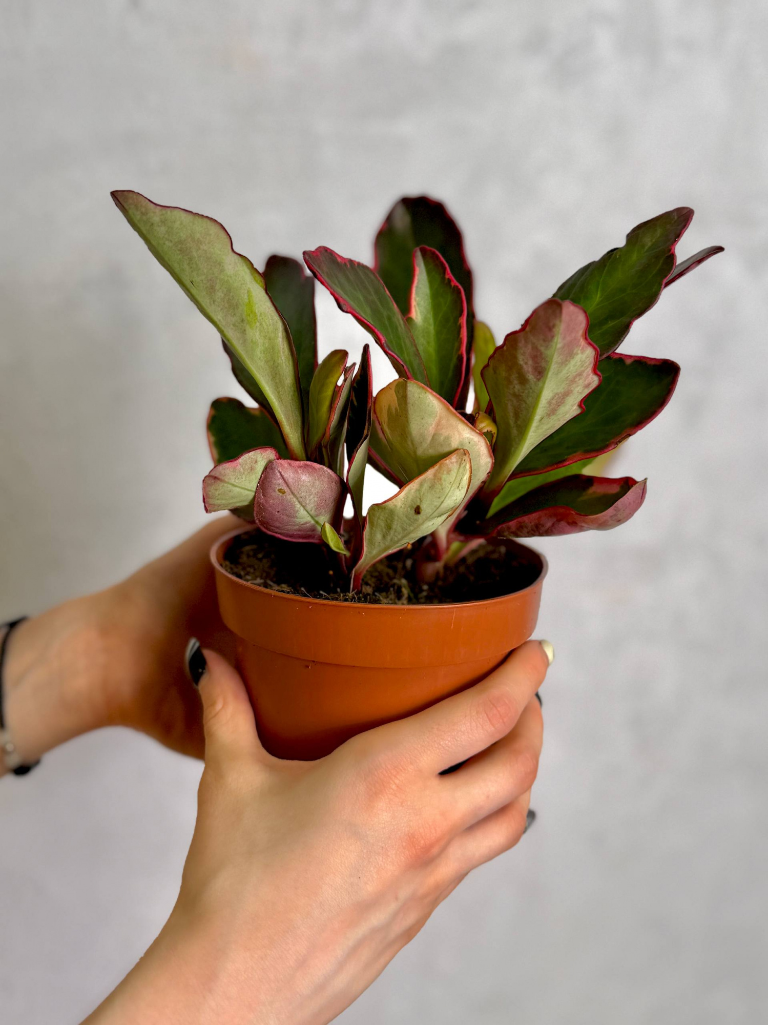 Пеперомия Клузиелистная Джелли (Peperomia Clusiifolia Jellie) D12см
