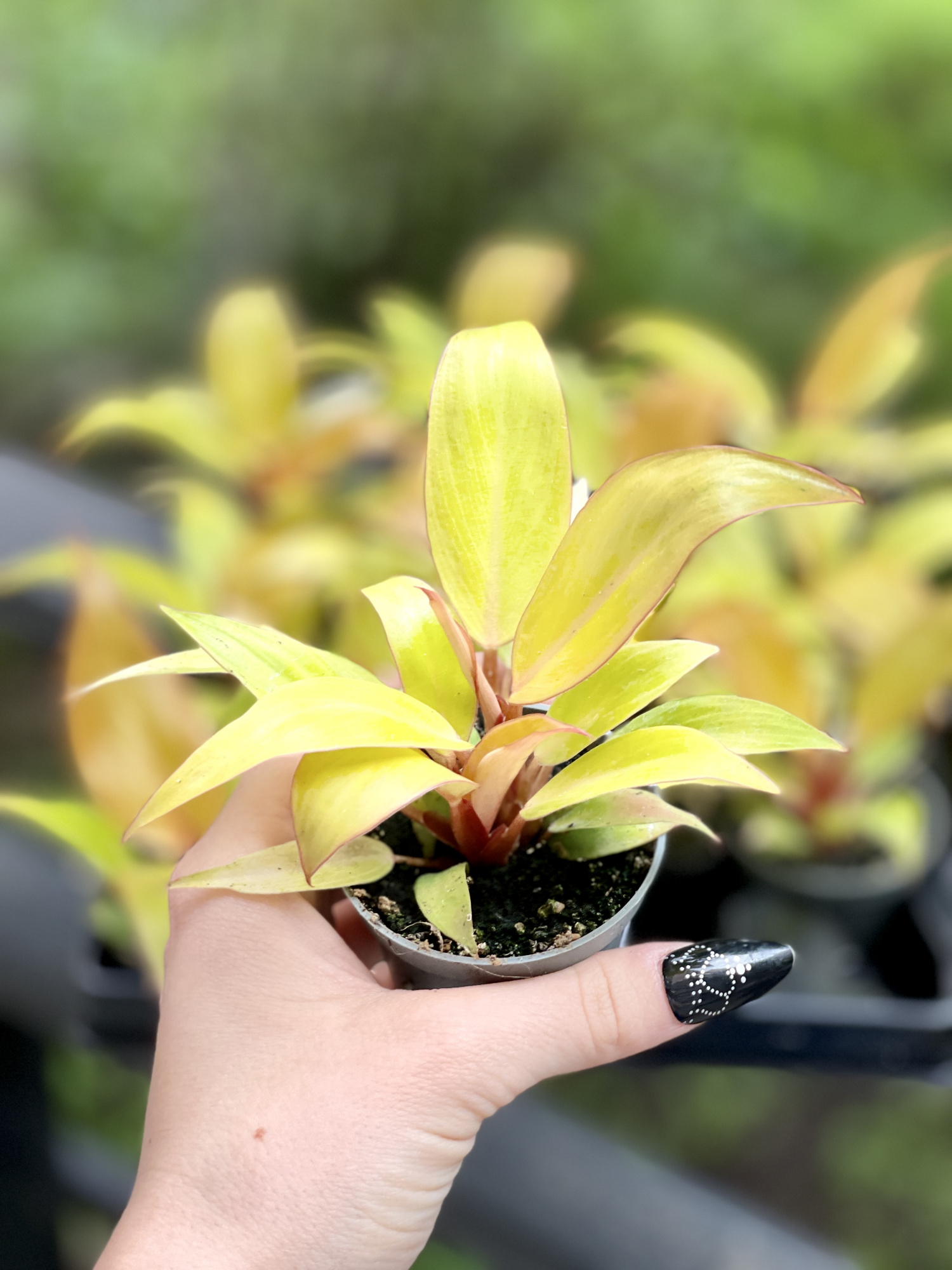 Филодендрон Принц Оранж (Philodendron Prince of Orange) D6см