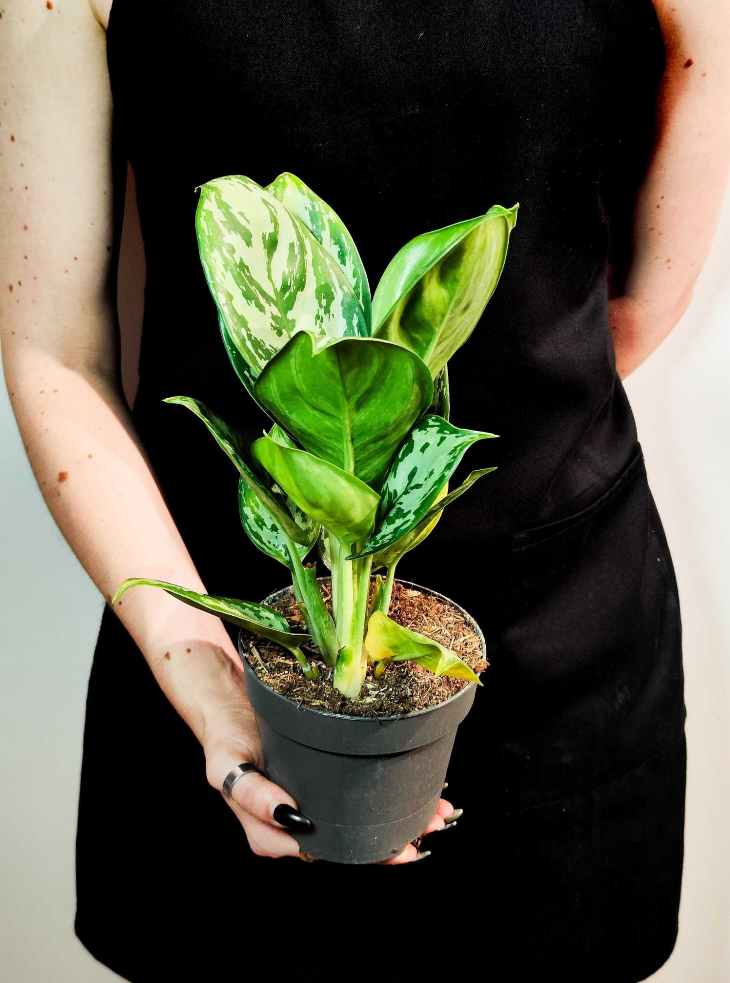 Аглаонема Джангл Сильвер (Aglaonema Jungle Silver) D12см