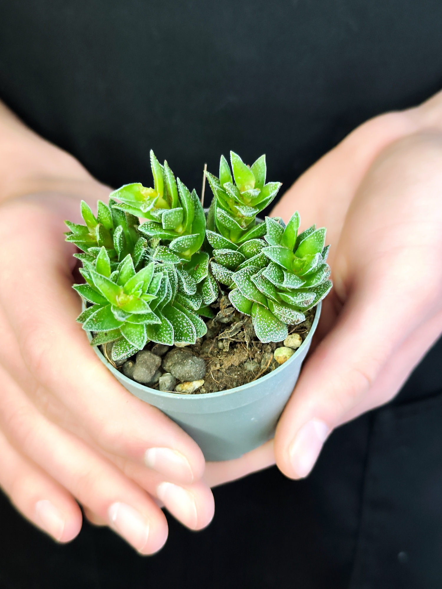 Крассула Фрости (Crassula Frosty) D6см