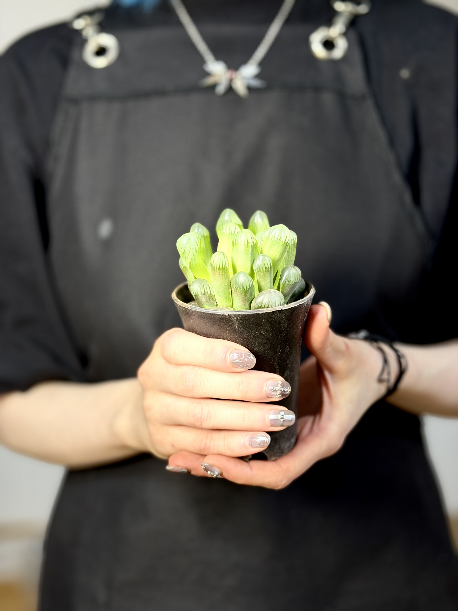 Хавортия Купера (Haworthia Cooperi) D7см