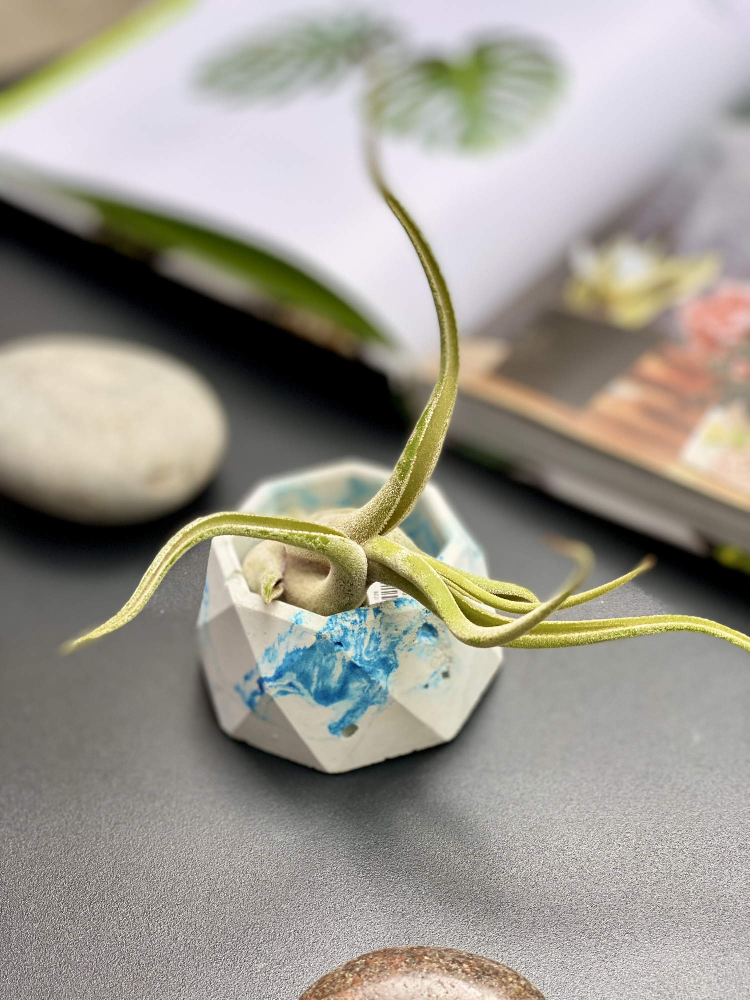 Тилландсия Голова Медузы (Tillandsia Caput Medusae)