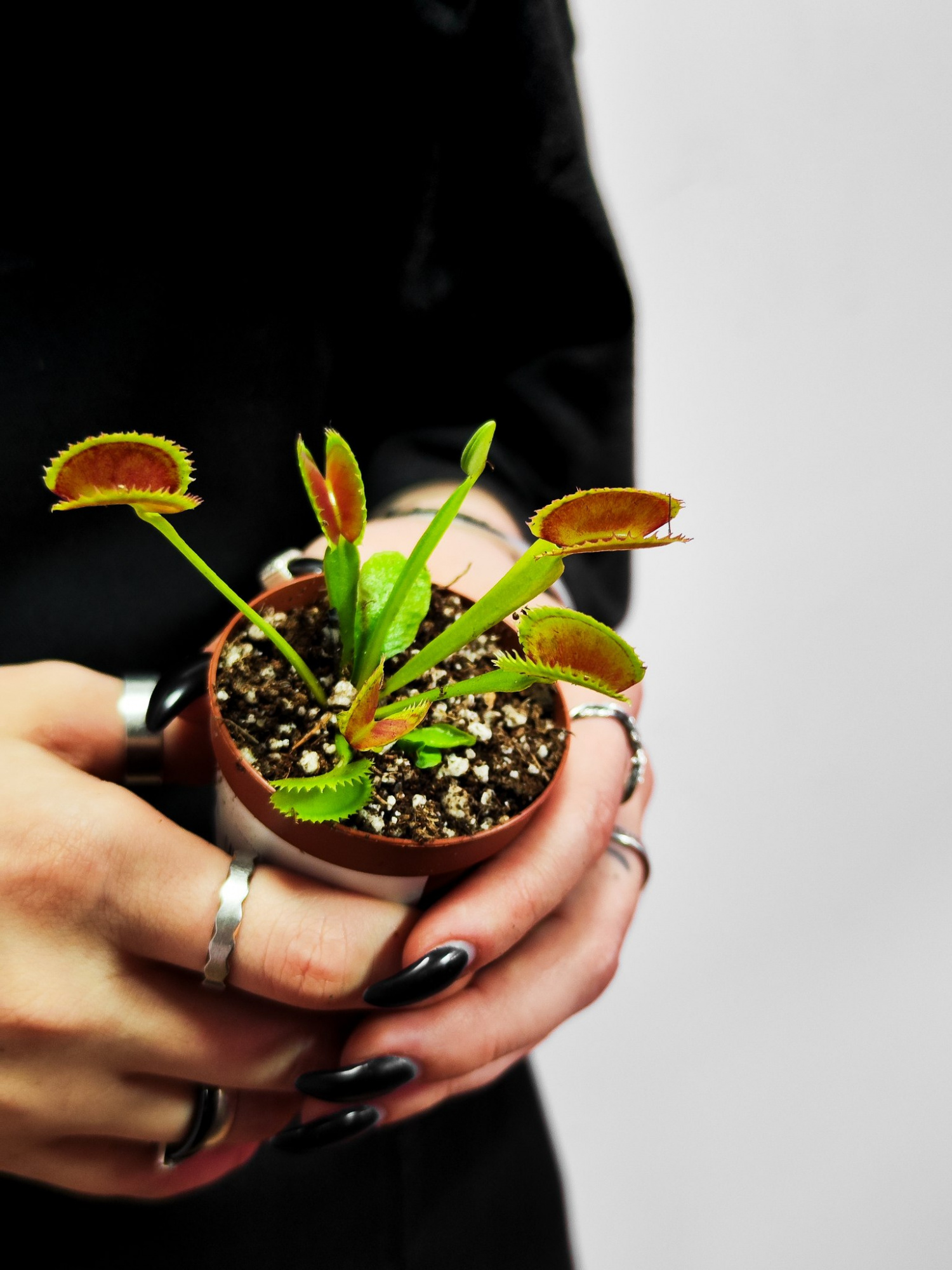 Венерина Мухоловка Дракула (Dionaea Muscipula Dracula) D5см