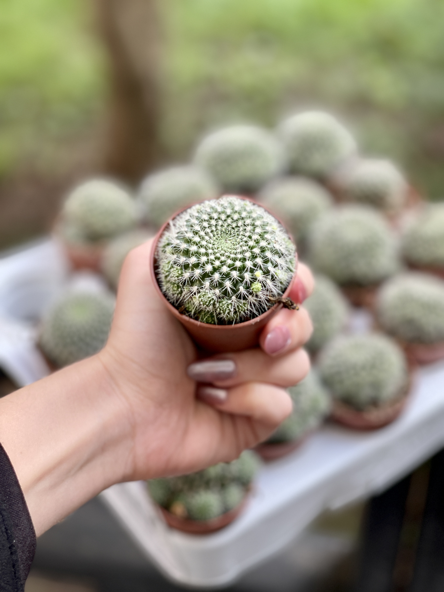 Кактус Ребуция Краинциана, Красная (Rebutia Krainziana) D5см