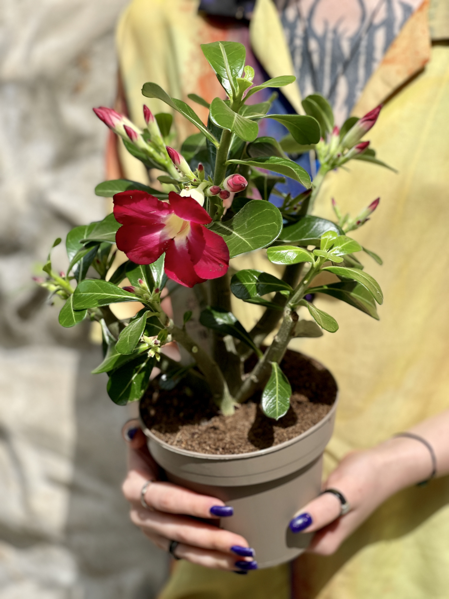 Адениум Тучный Анук (Adenium Obesum Anouk) D12см