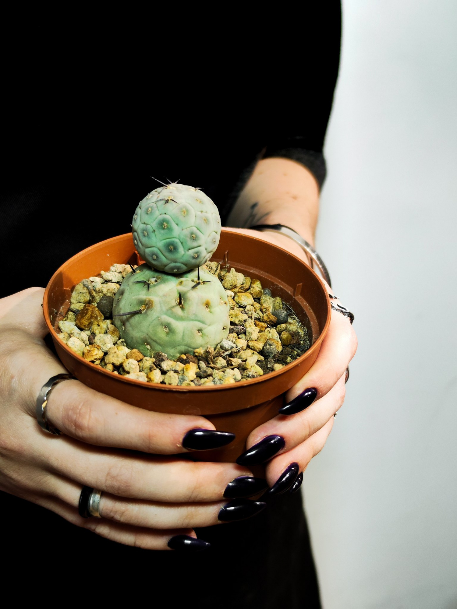 Тефрокактус Геометрический (Tephrocactus Geometricus) D10см