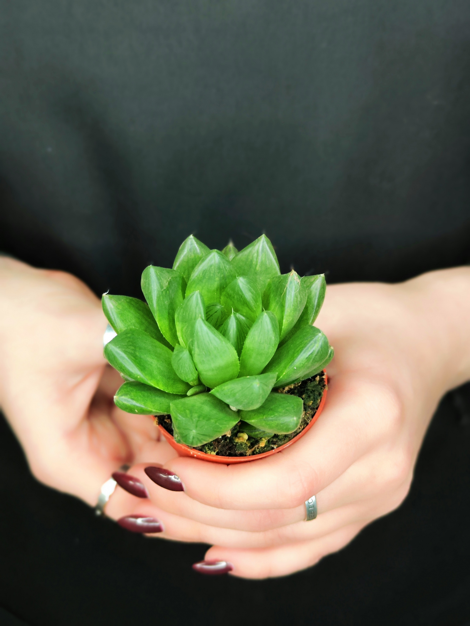Хавортия Ладьевидная (Haworthia Сymbiformis) D5см